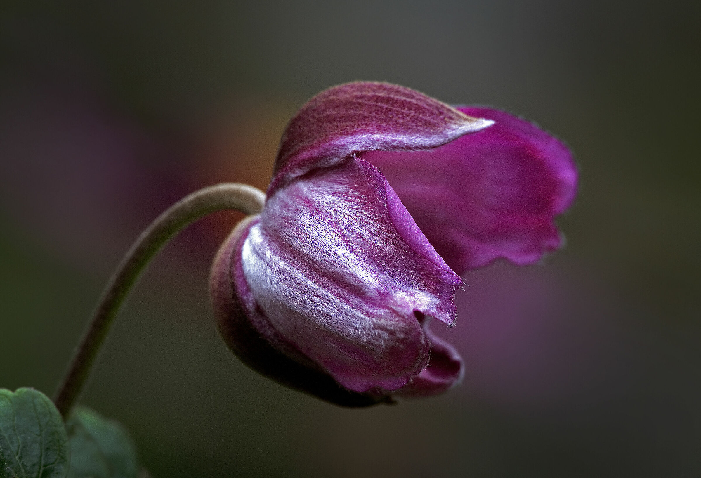 Fiore di Anemone giapponese