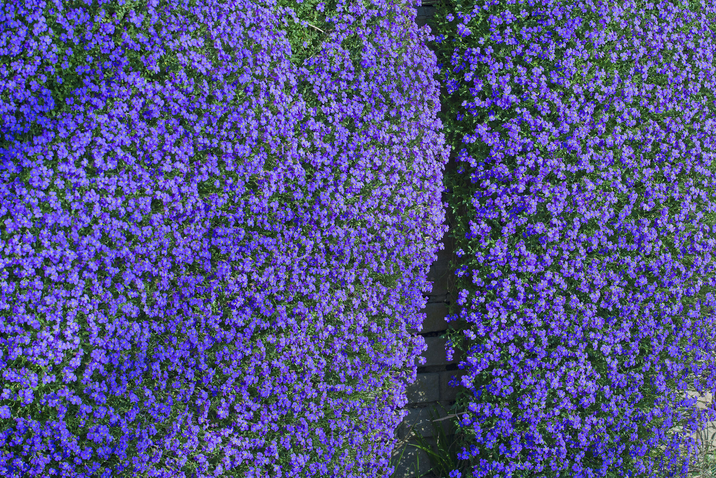 Fiori di Lobelia