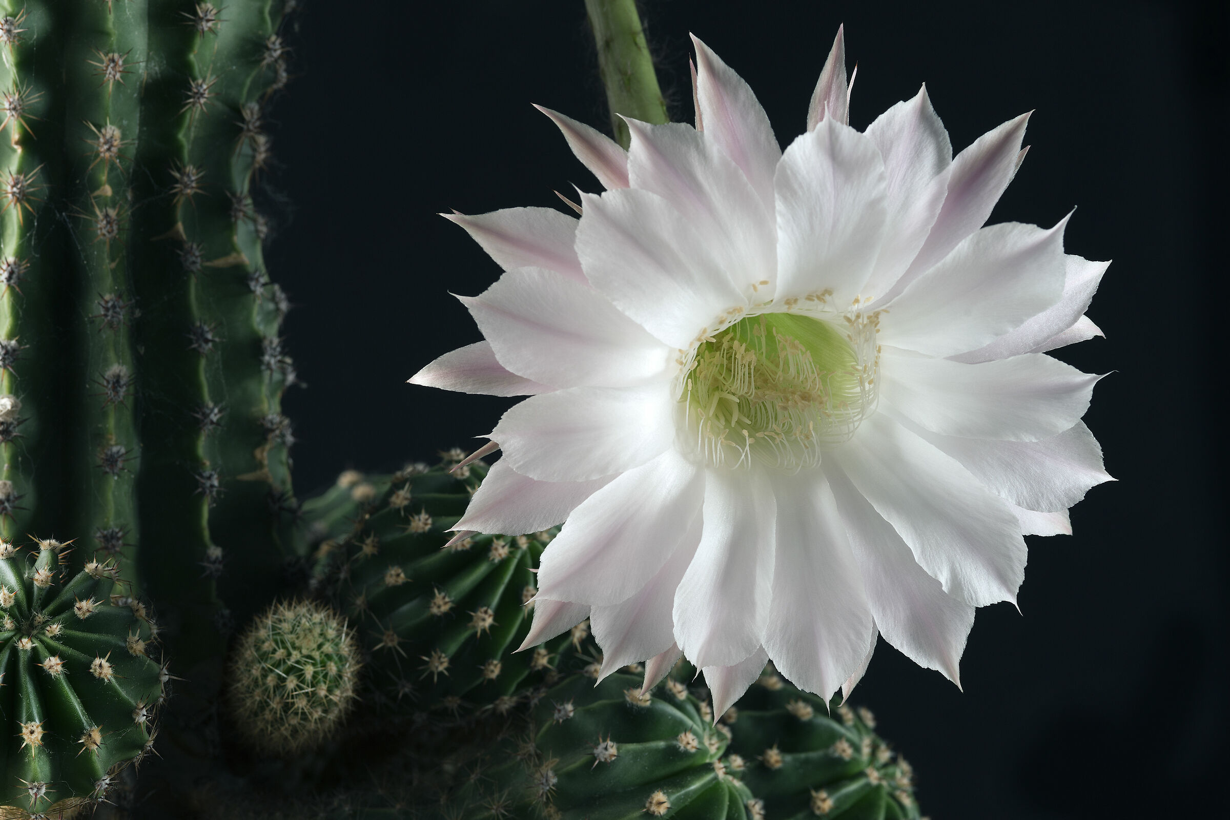 Fiore di Cactus