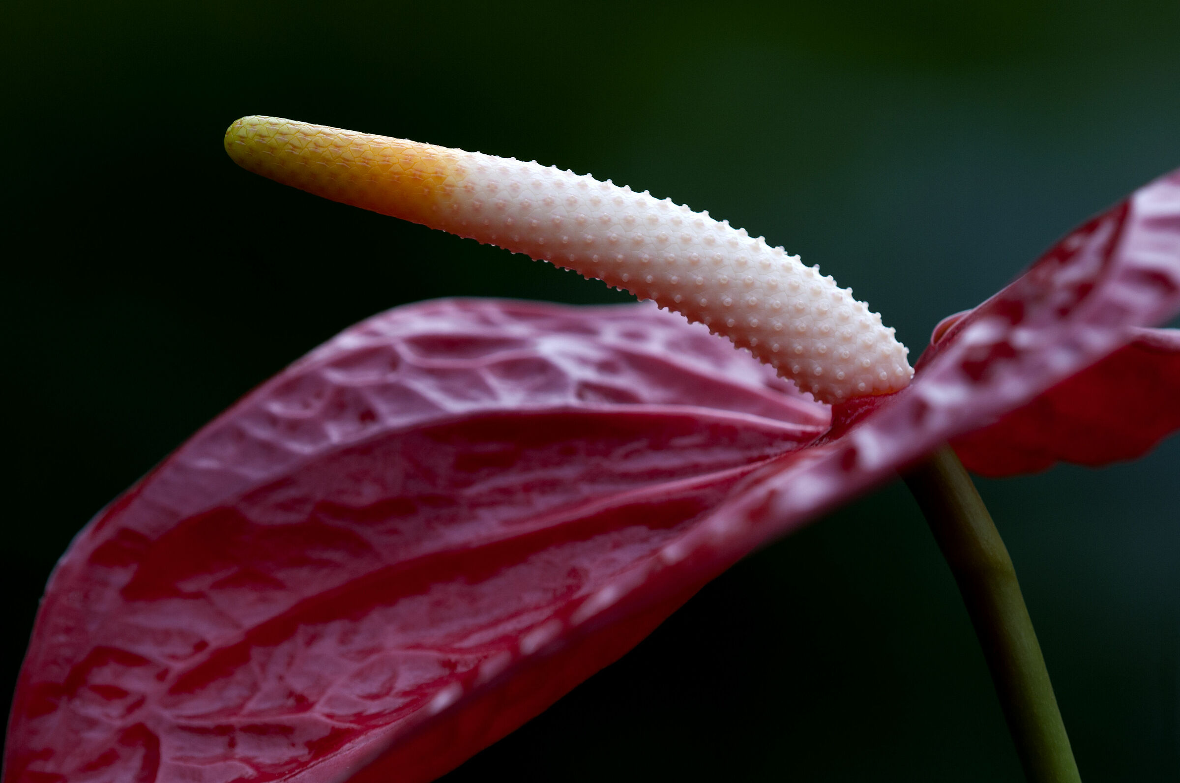 Anthurium rosso