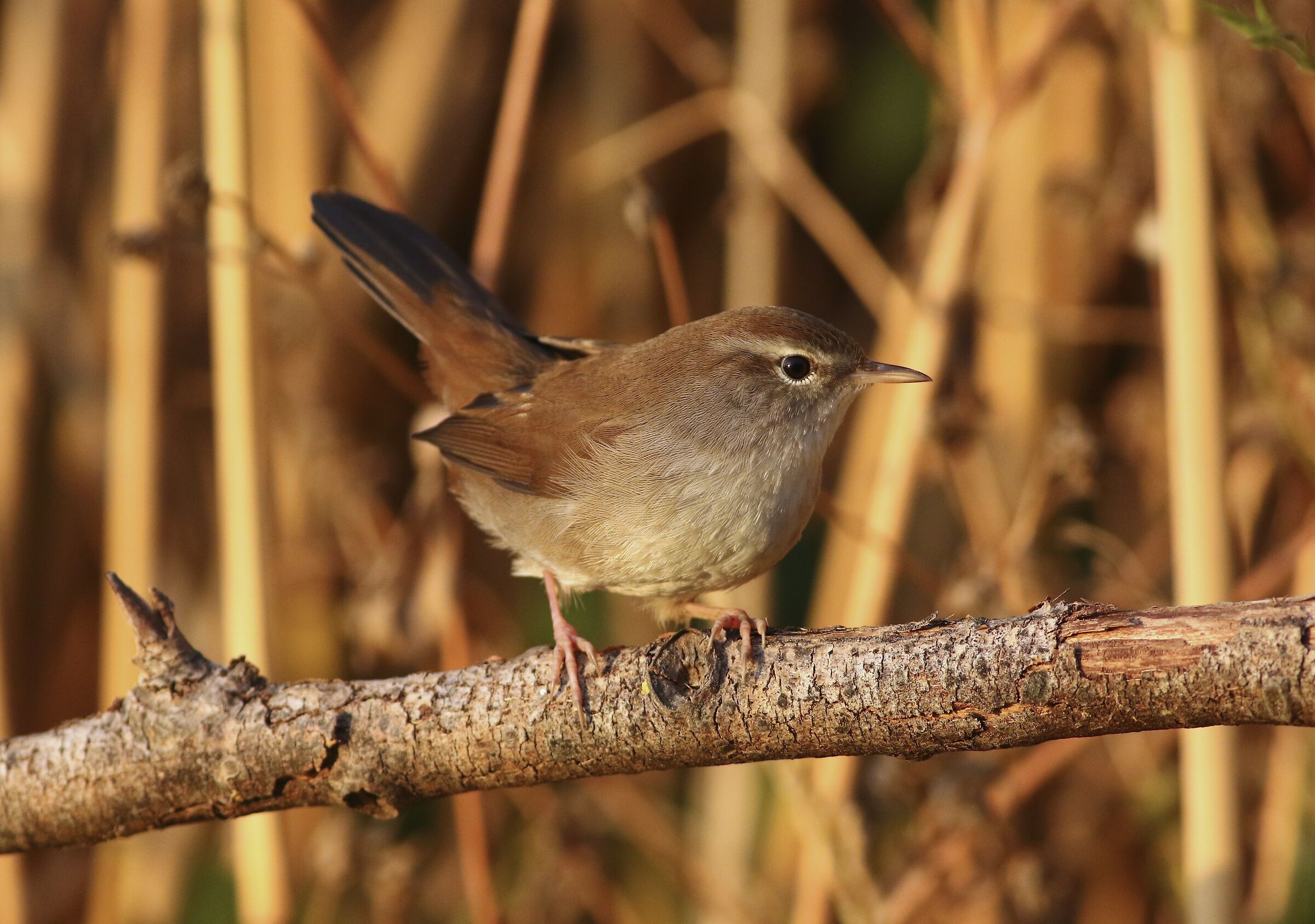 Usignolo di Fiume al tramonto.