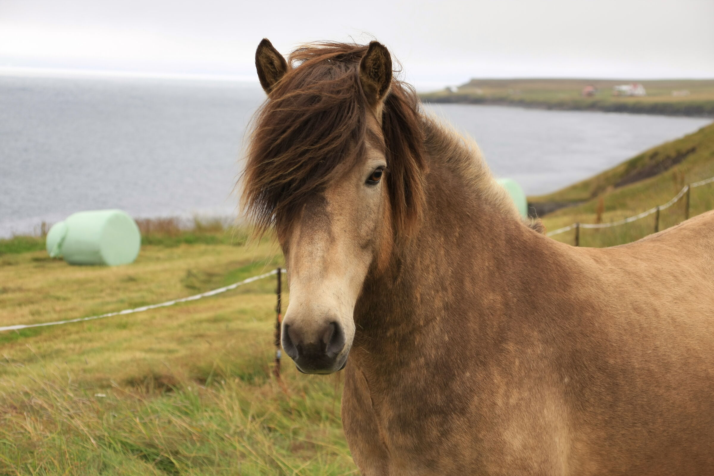 Icelandic Horse