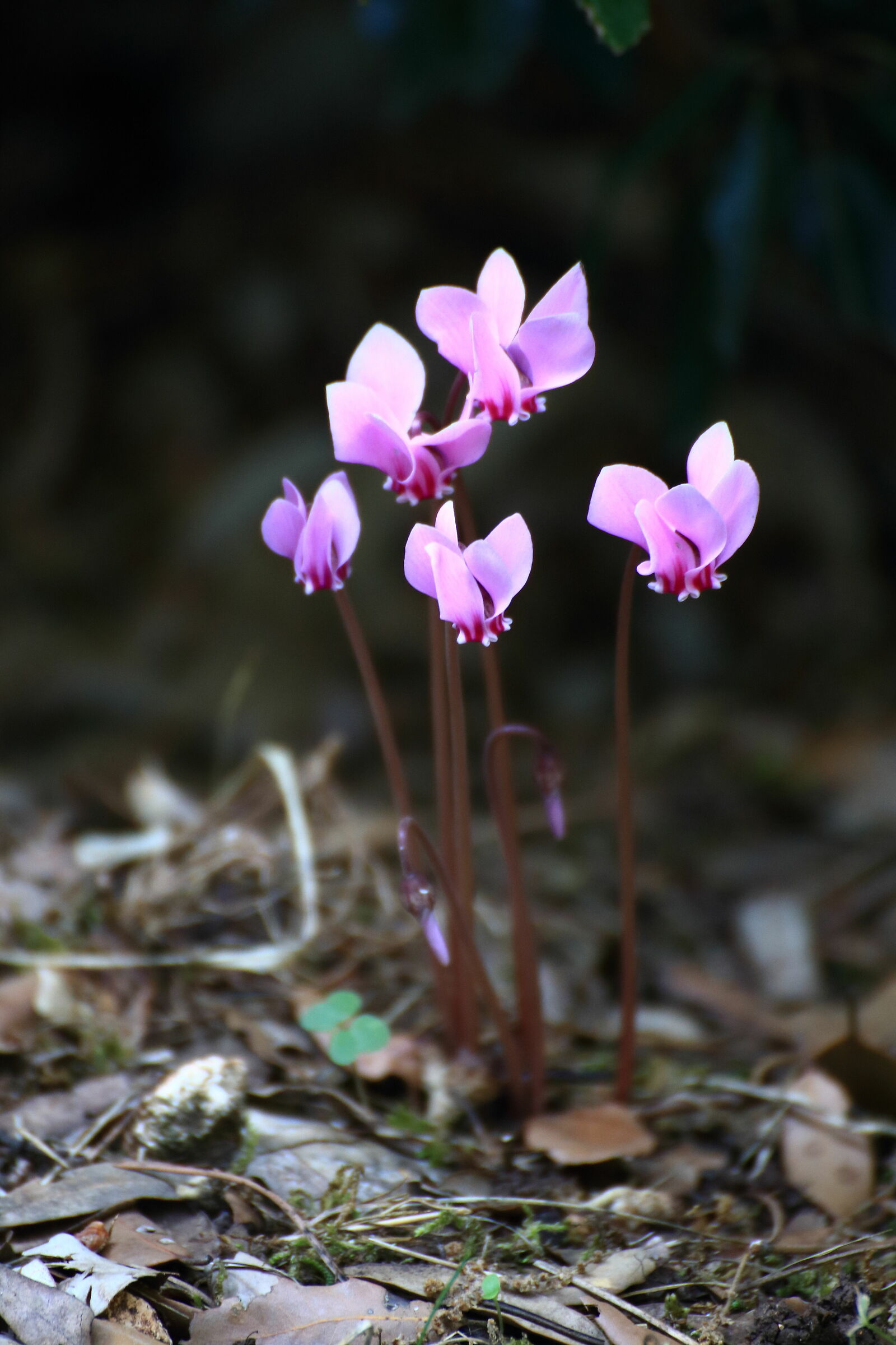 ciclamini nel bosco