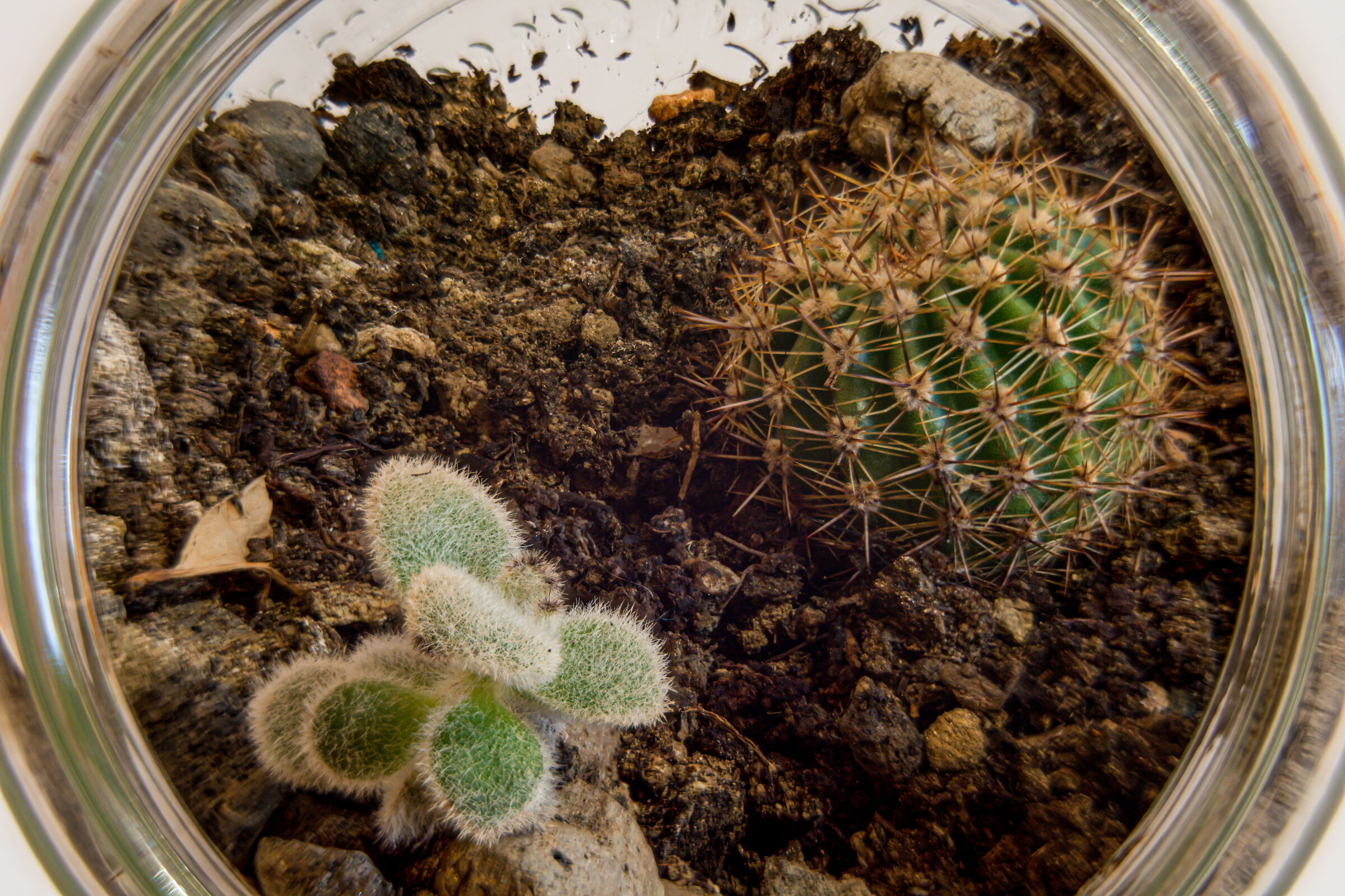 helicon focus test 30 photos