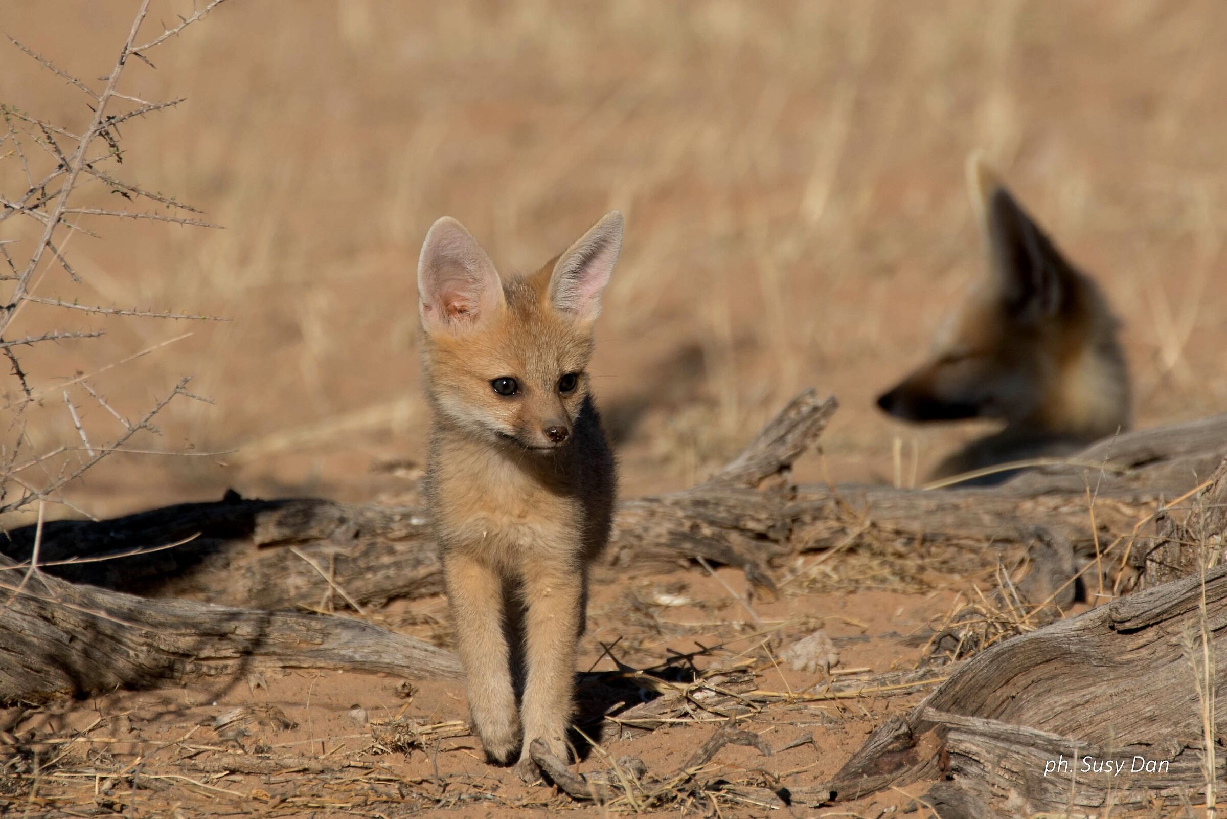 Primi passi ... sotto gli occhi della mamma