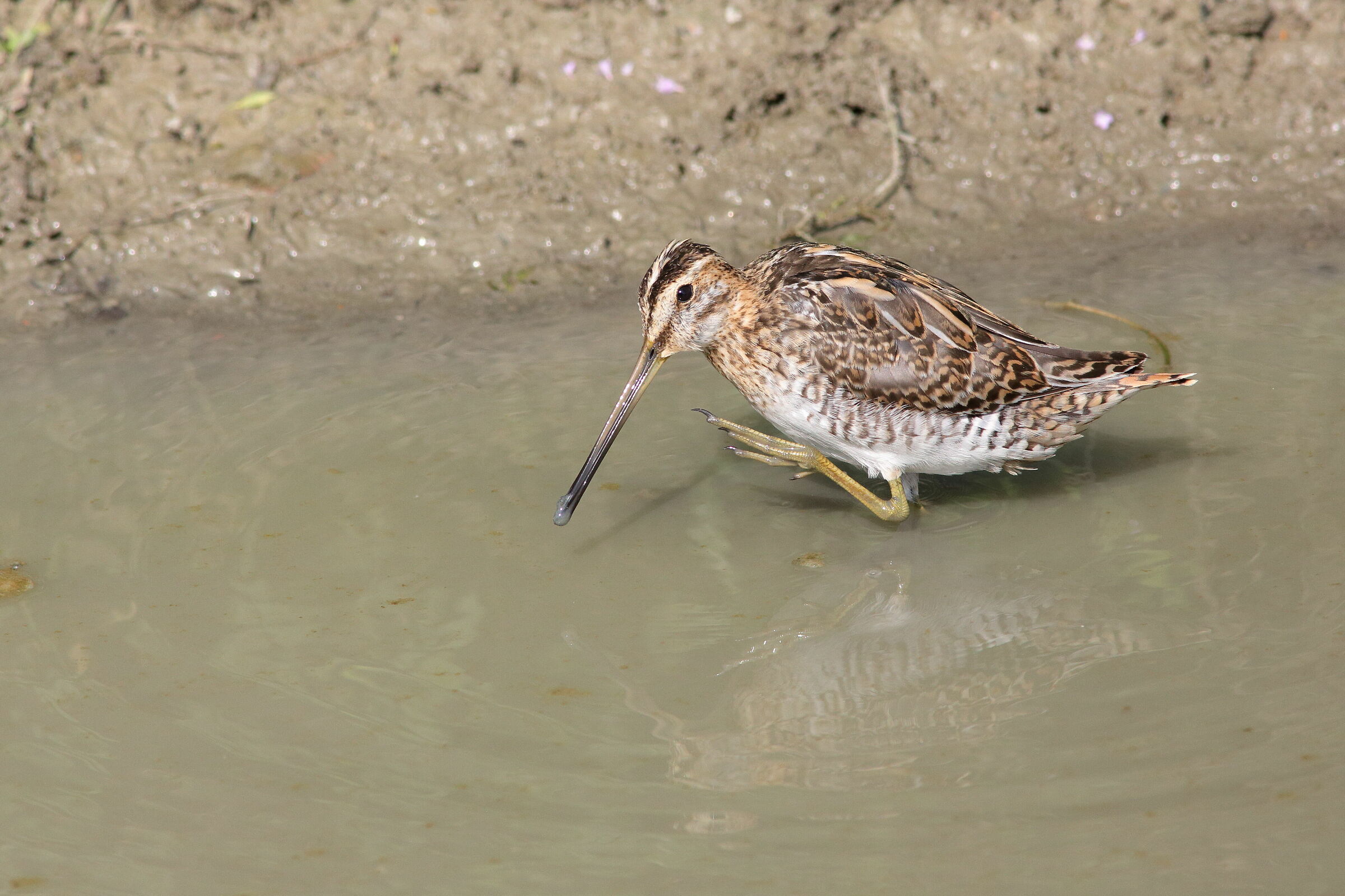 Beccaccino  Gallinago Gallinago