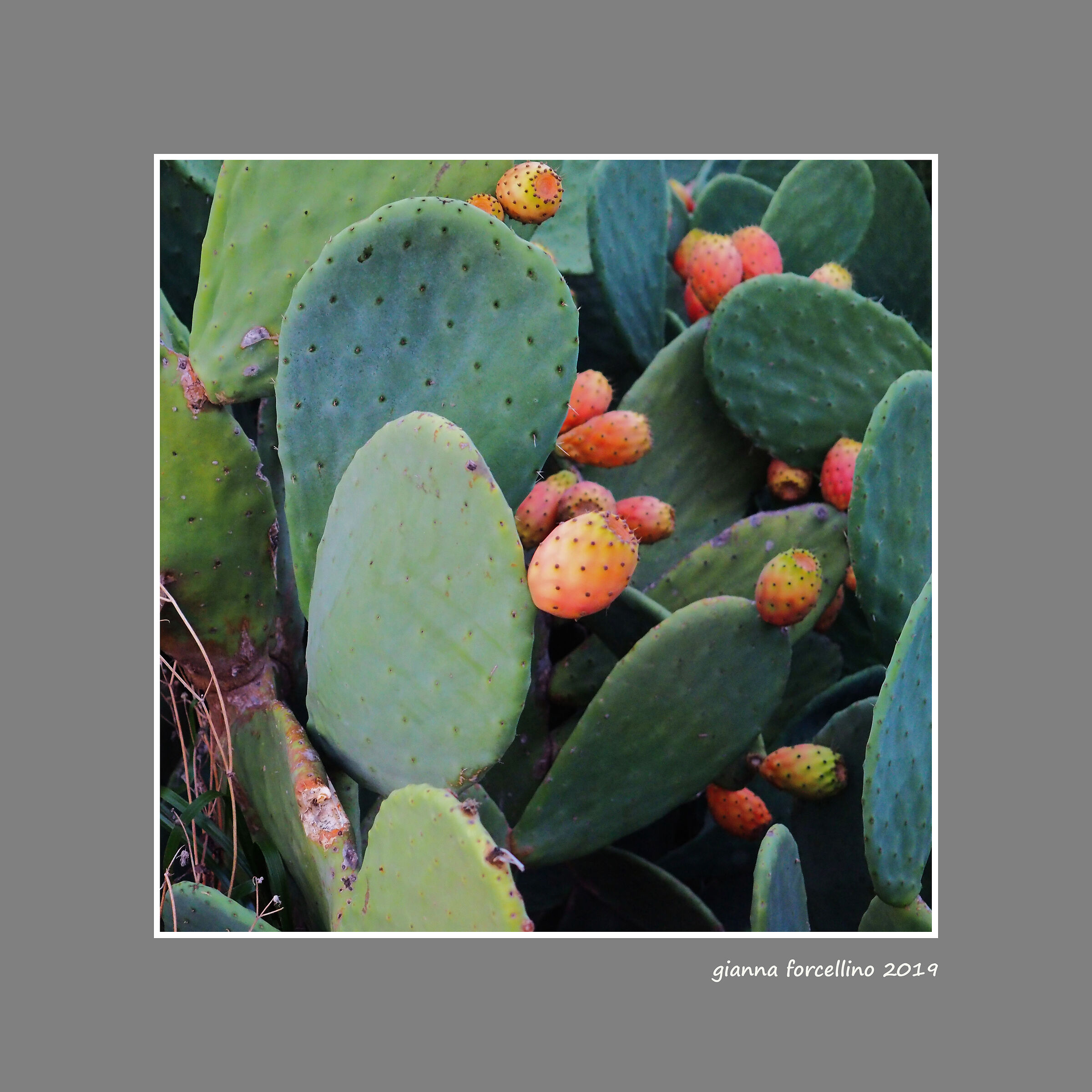 Prickly pears