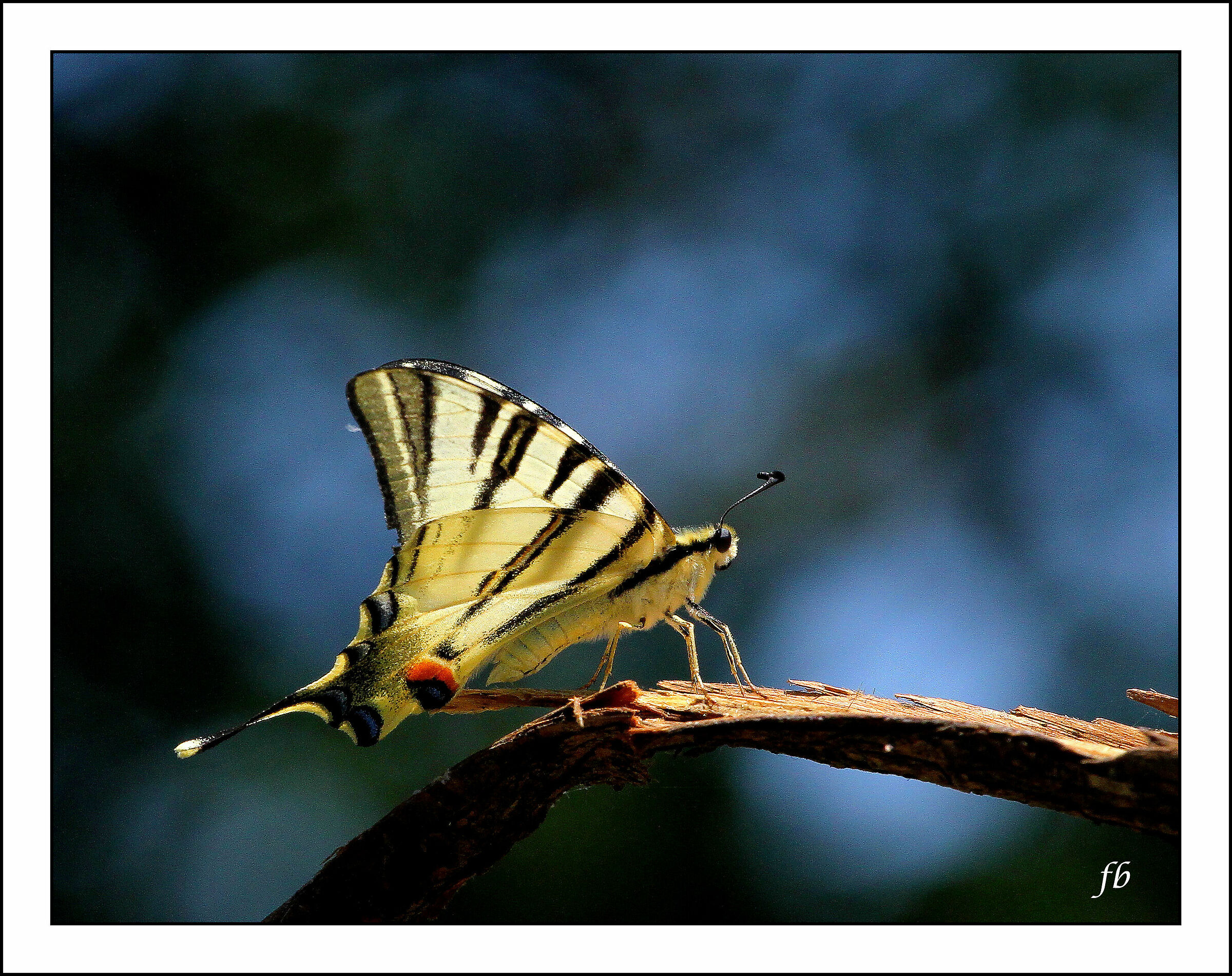 Papilio Alexanor (forse)