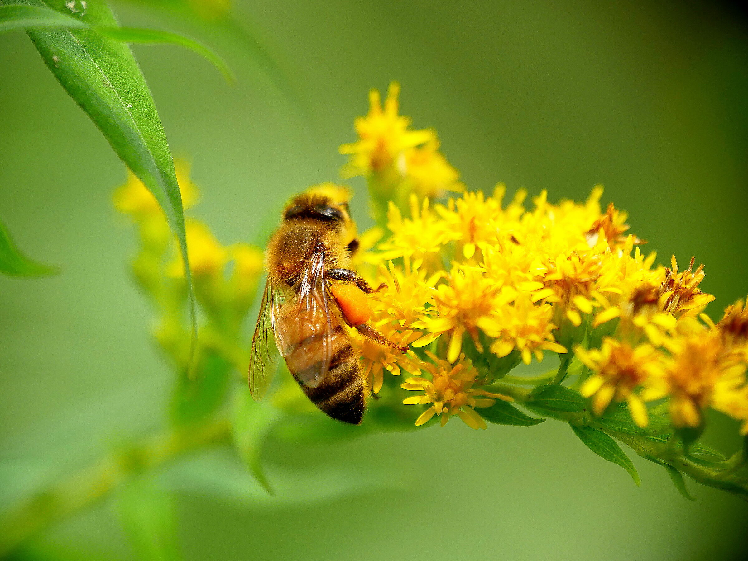 Bee-looting on golden rod