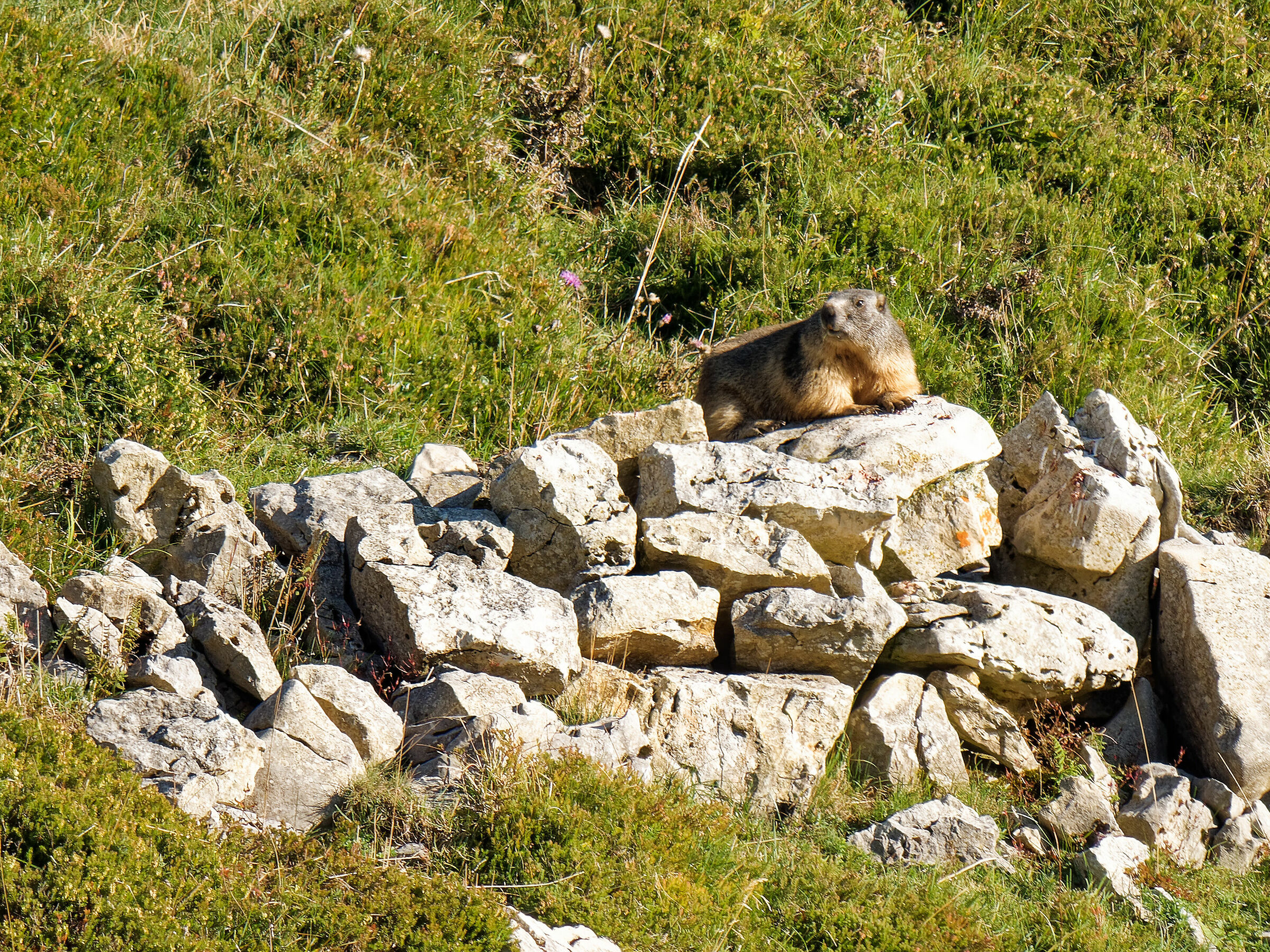 marmot on the crest of Naole