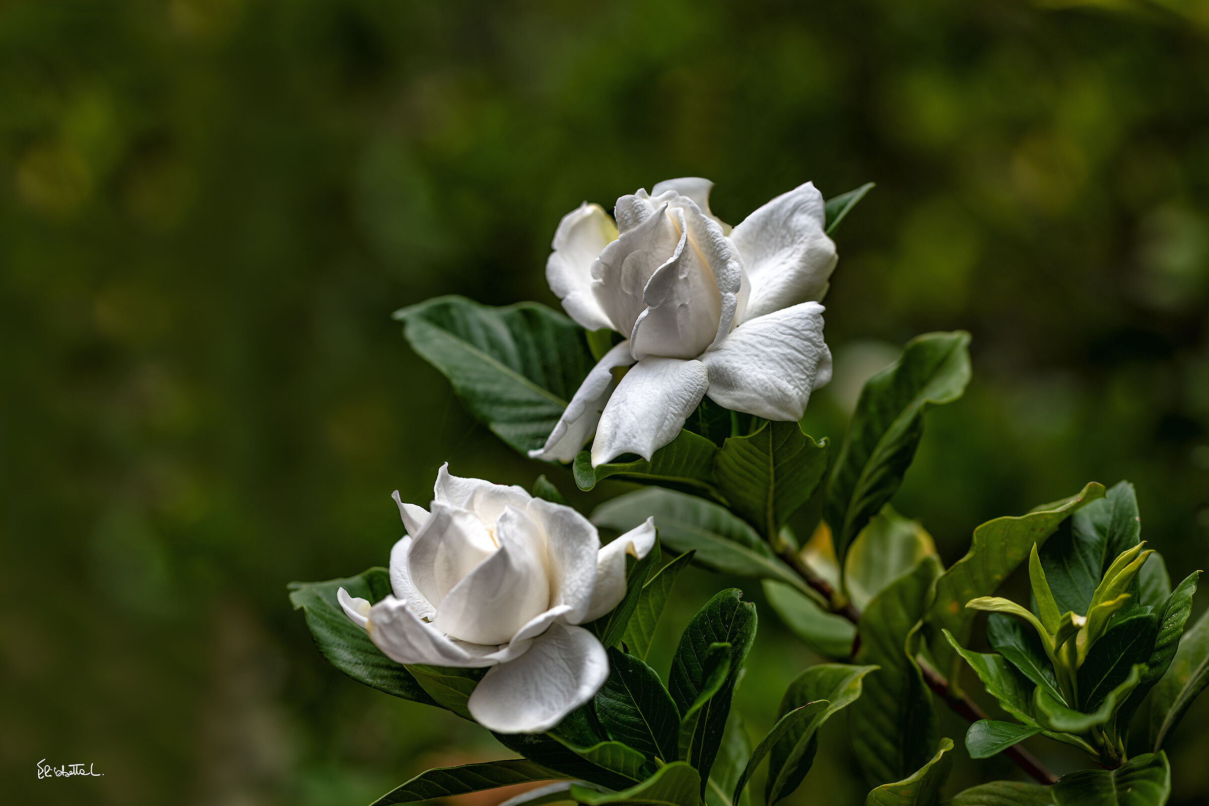 Perfume of water lilies