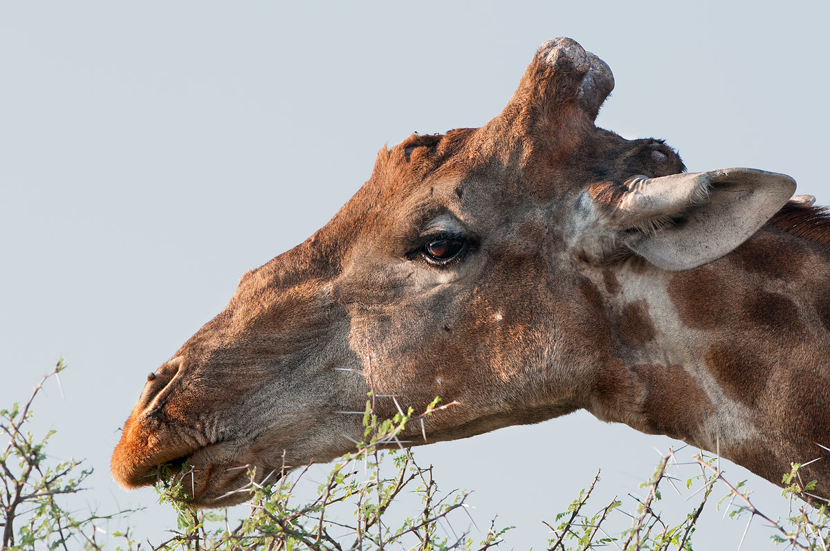 dolci, alte foglioline