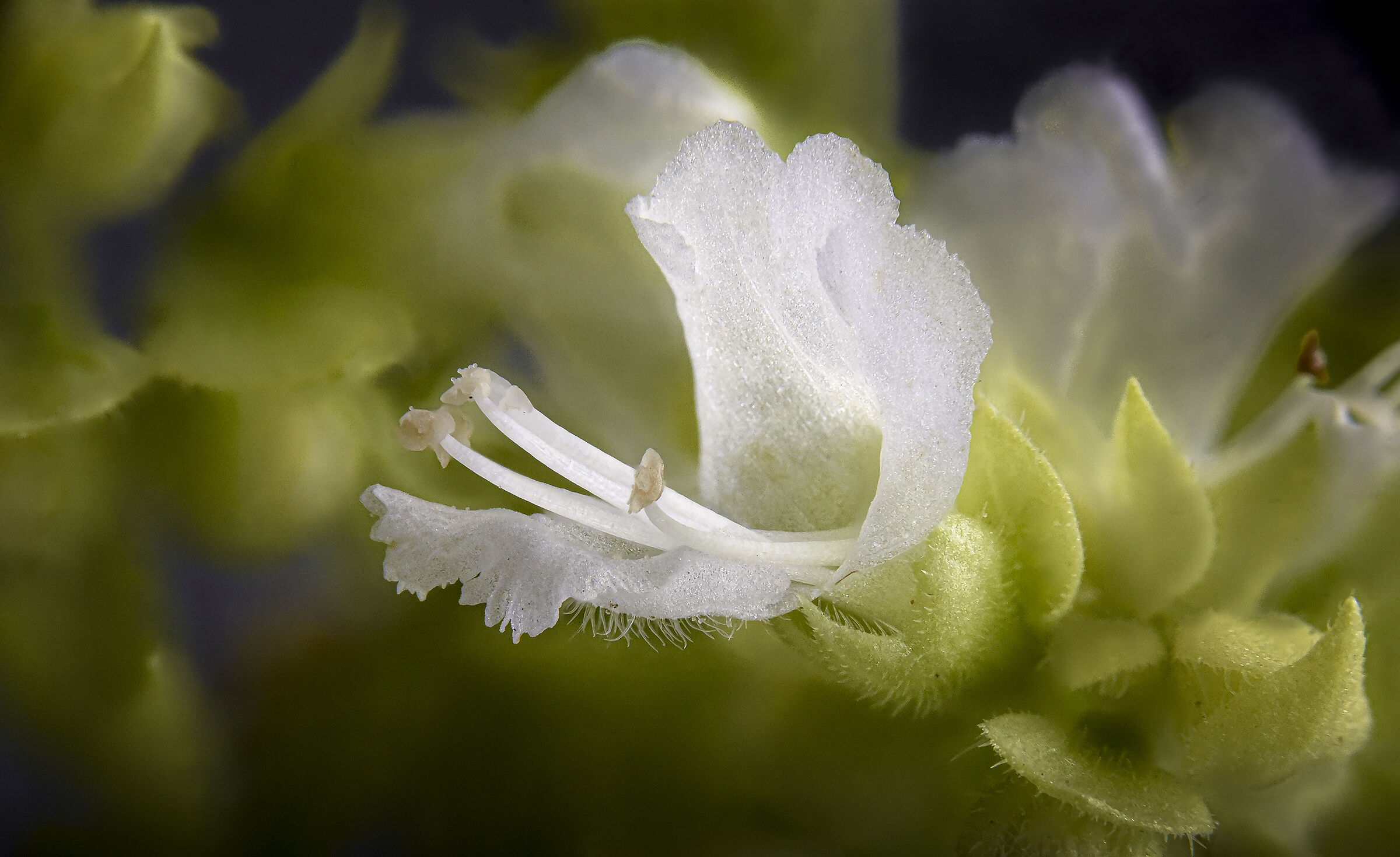 Fiore di Basilico greco