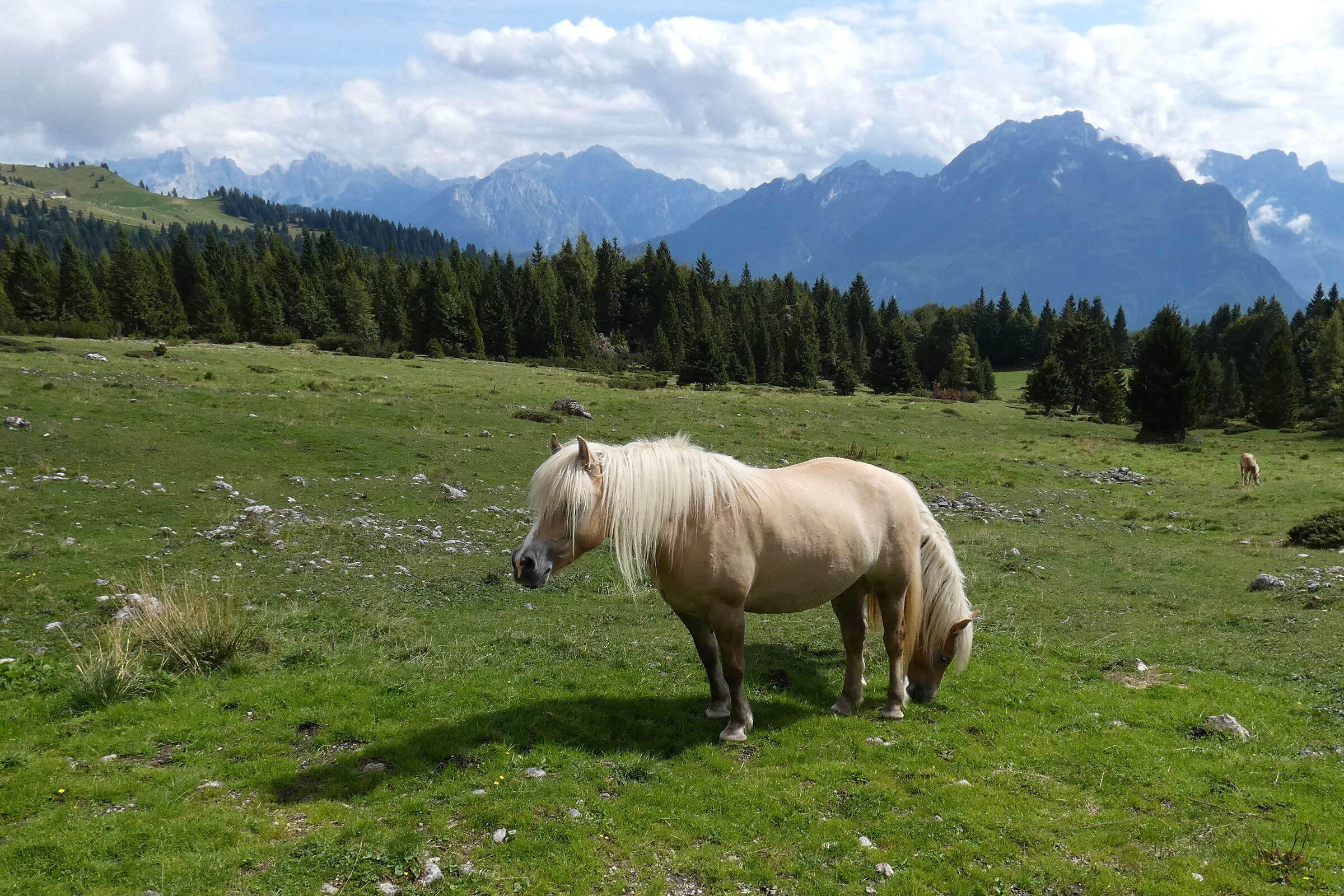 cavallo a due teste!!