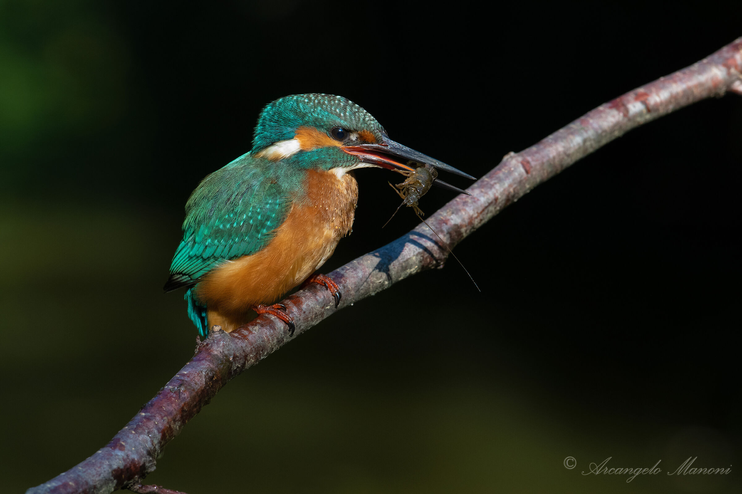 The end of baby shrimp killer