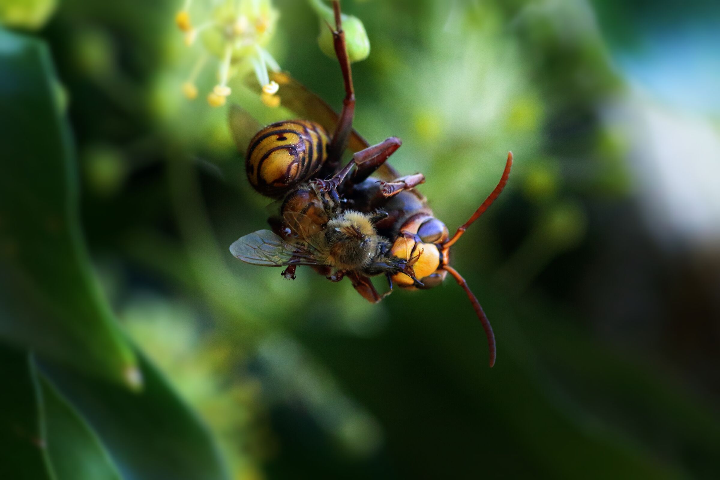 Vespa cabro preda apis mellifera