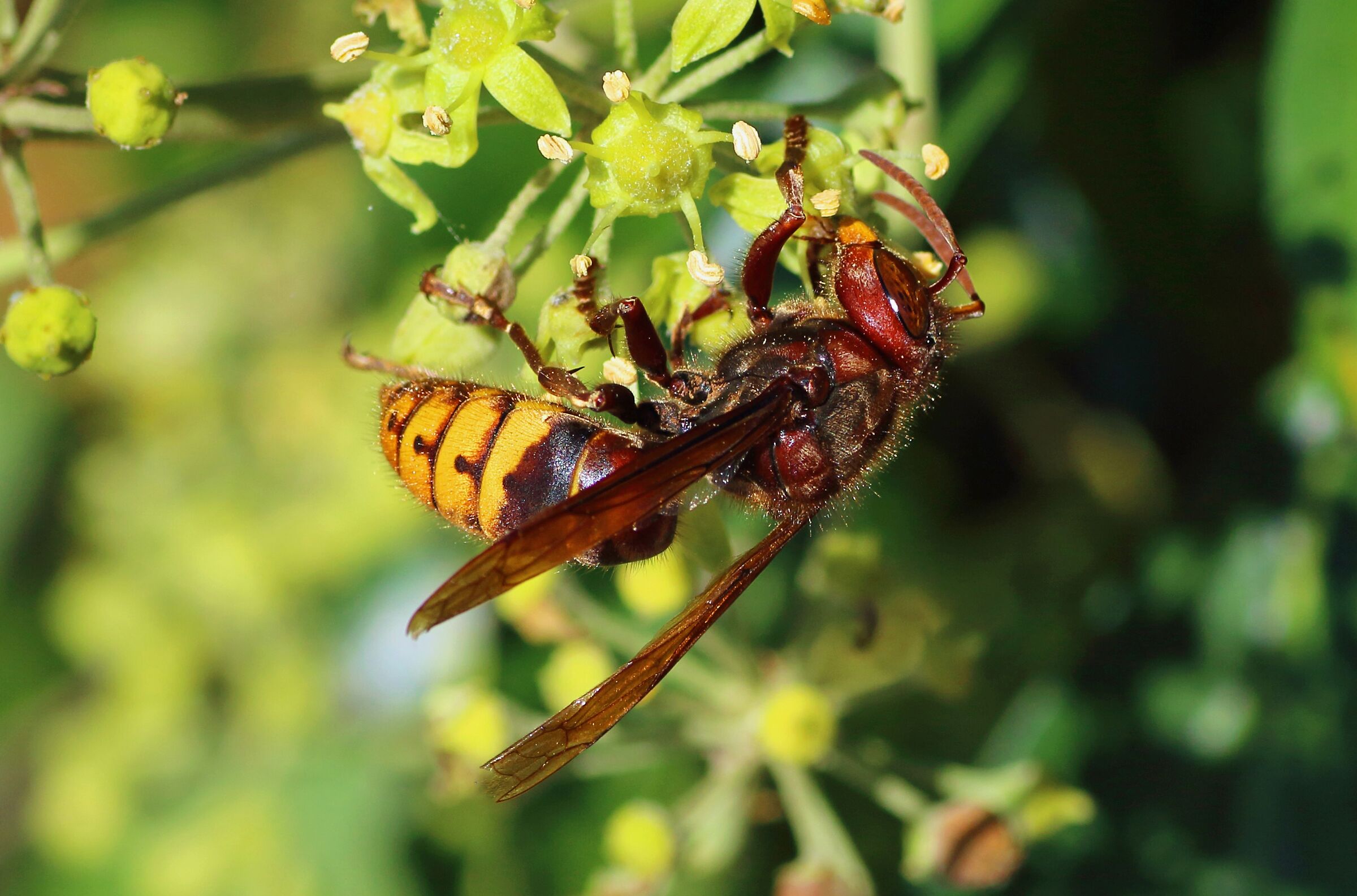Vespa cabro su fiore di hedera helix