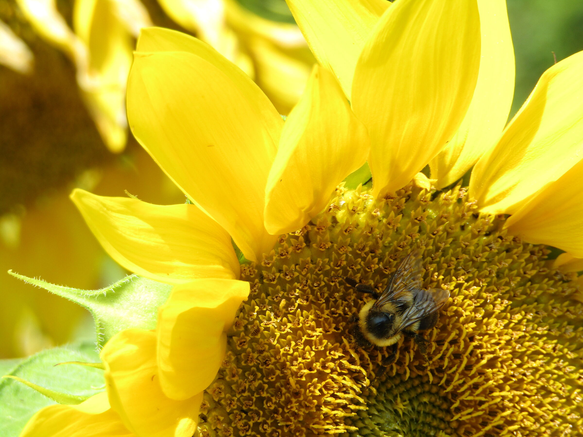 In a world where you can be anything, bee kind.