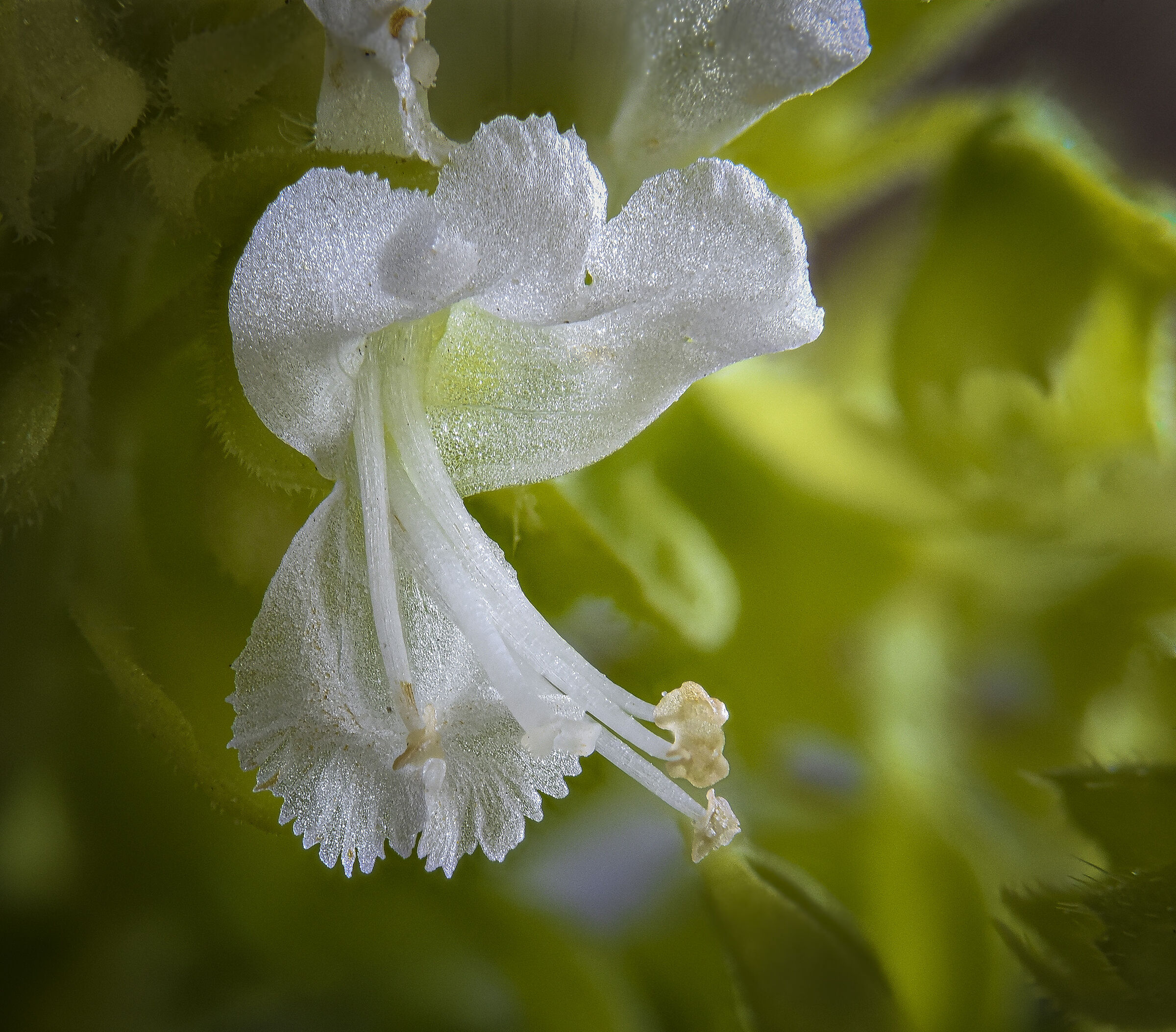 Fiore di Basilico greco