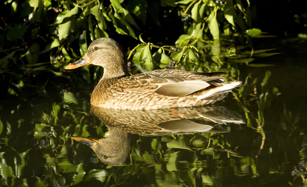 altra faccia della germana