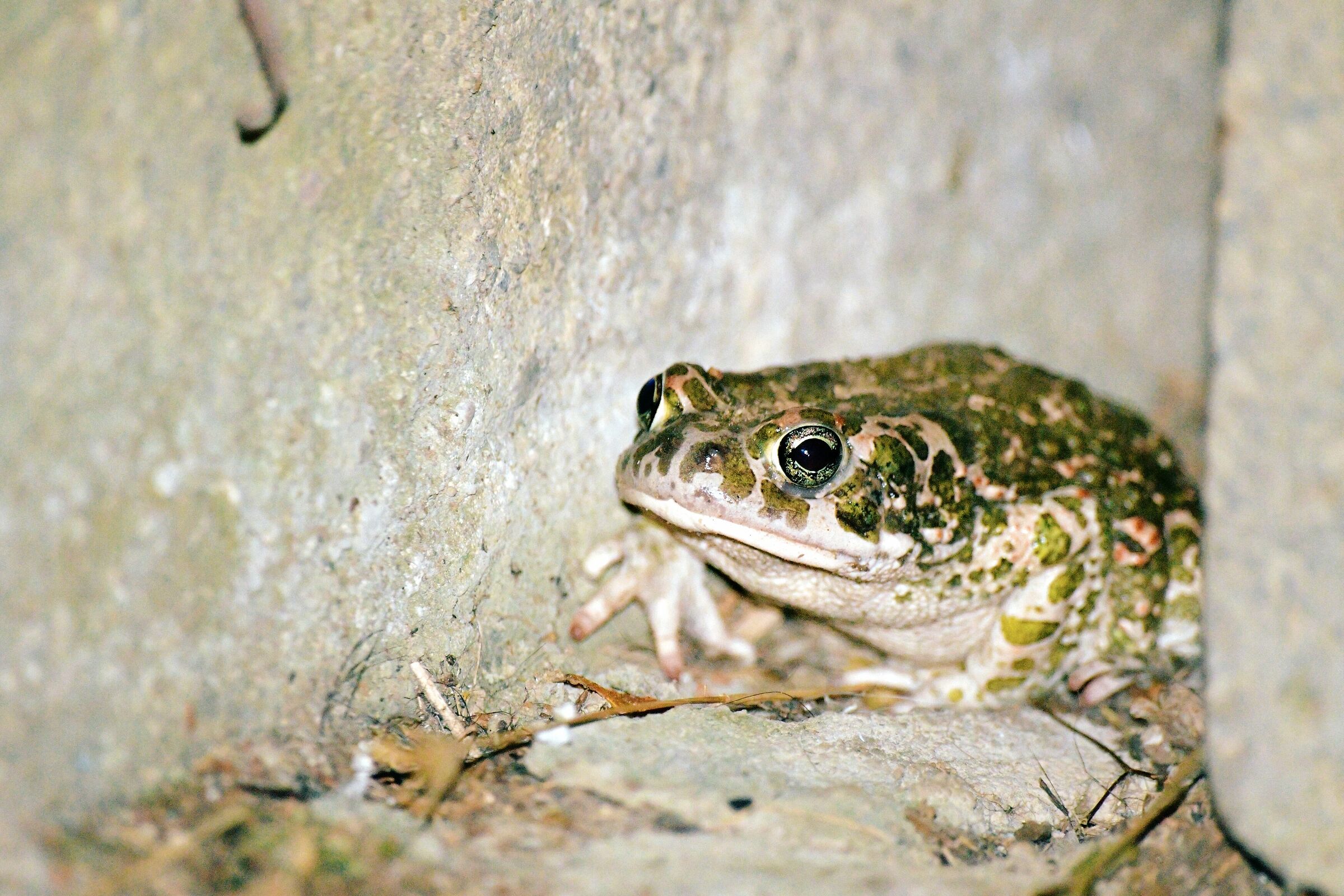 Toad