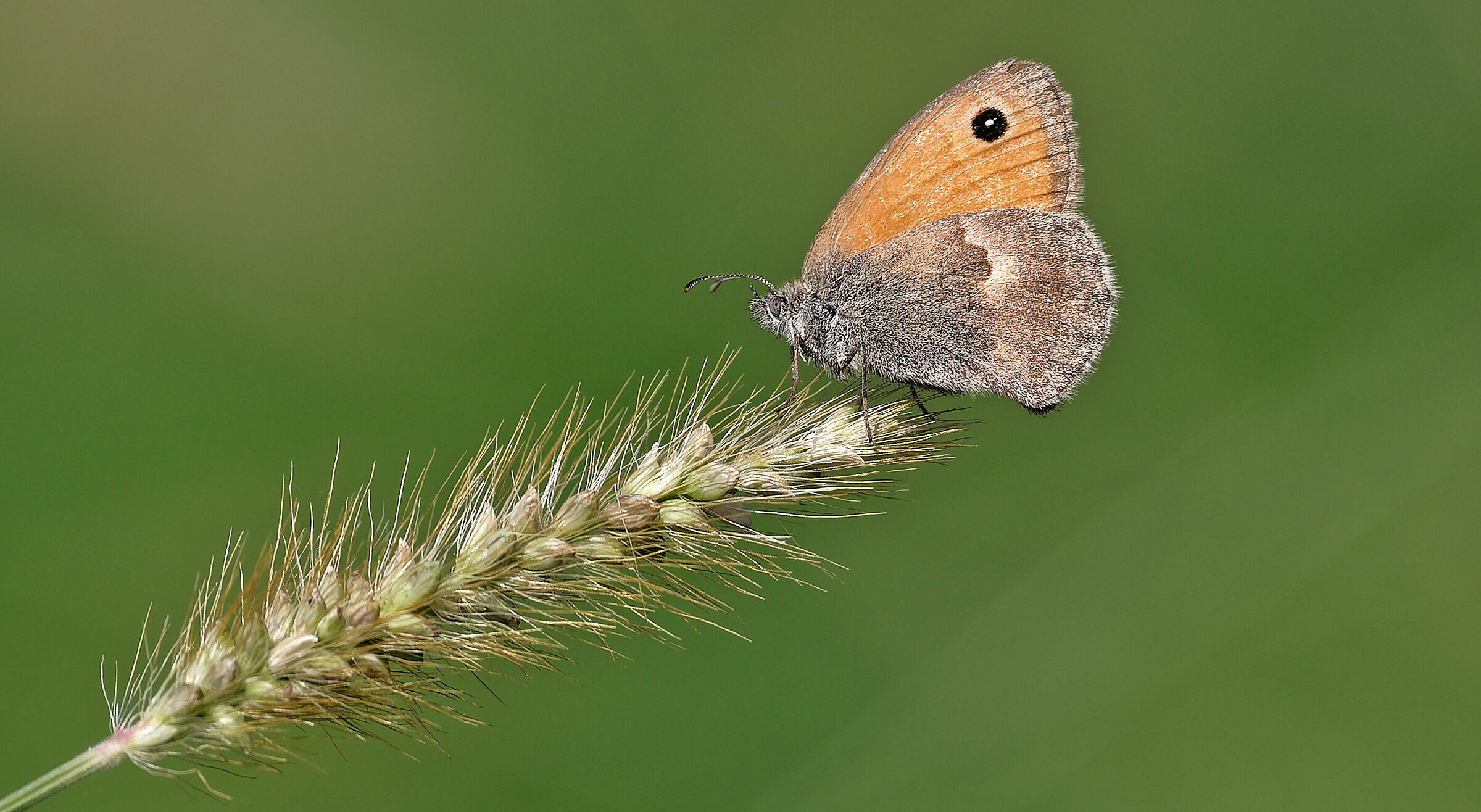 Coenonympha Pamphilus Su Setaria Viridis