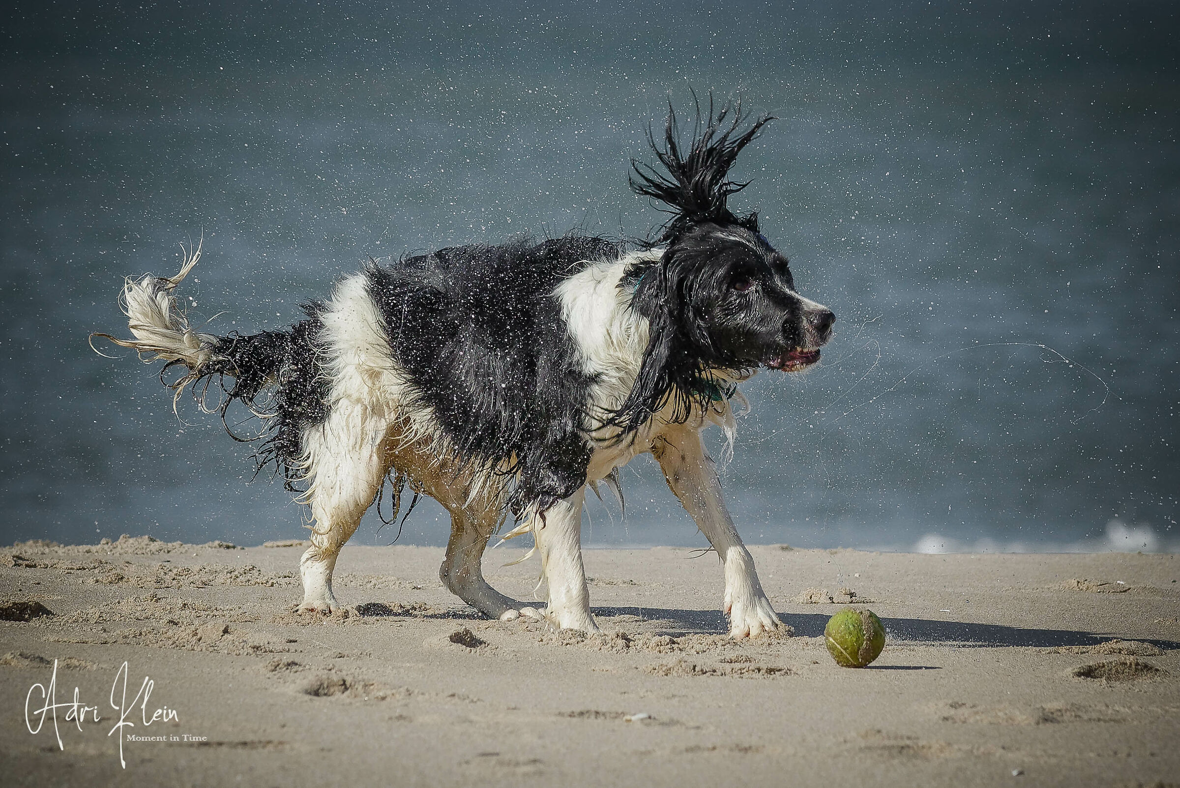 Dog on the beach