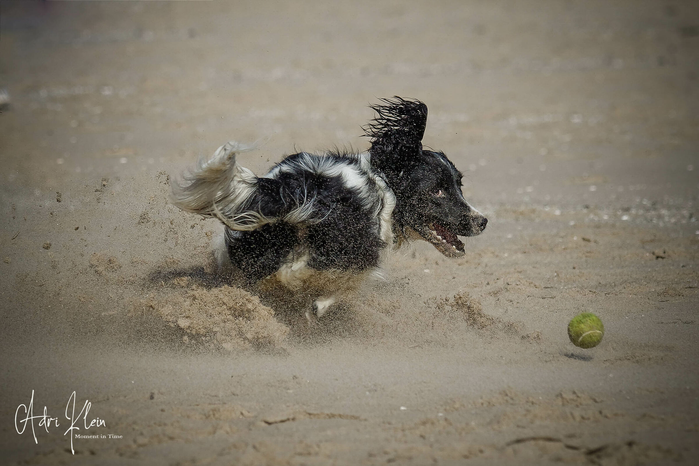 Dog on the beach
