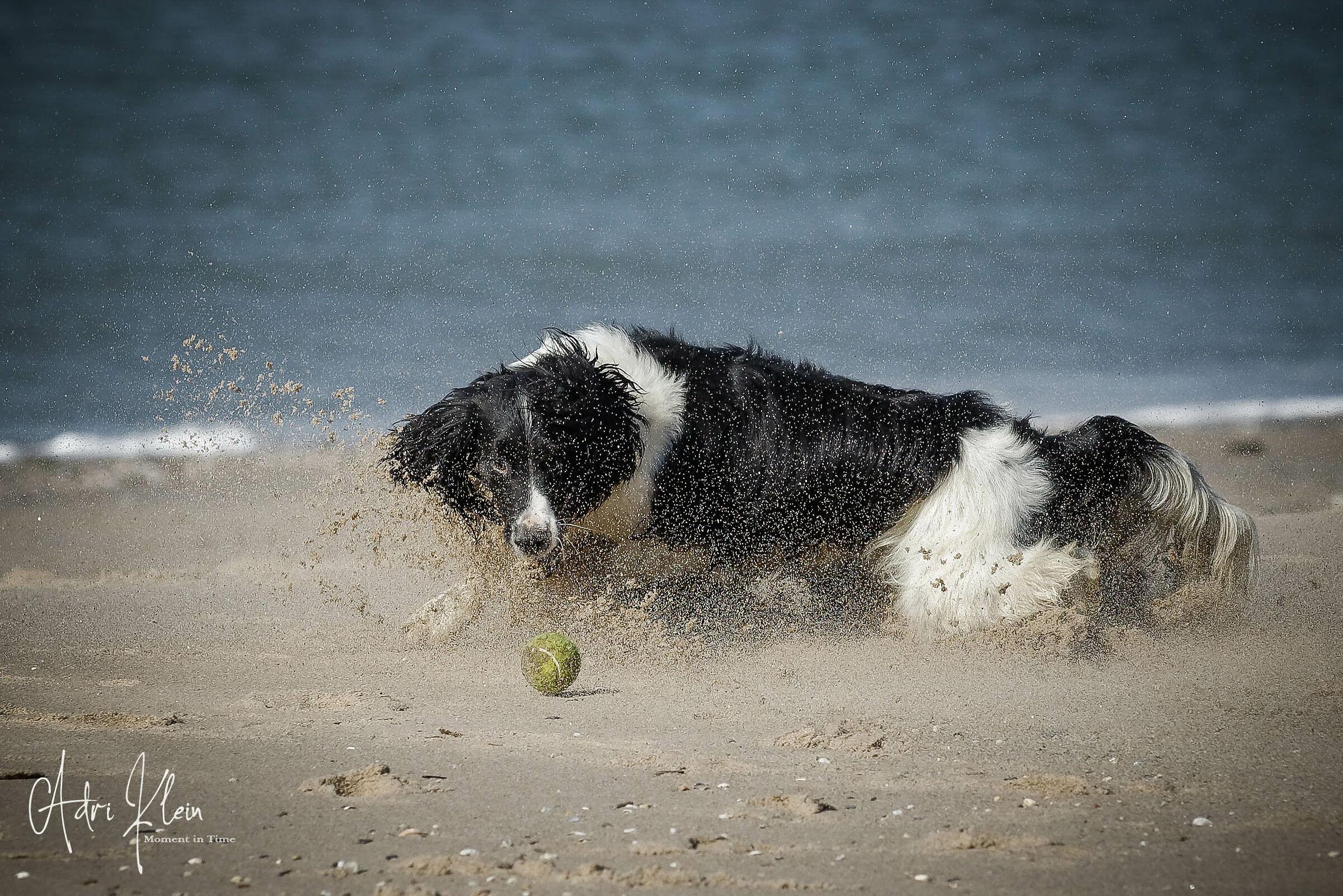 Dog on the beach