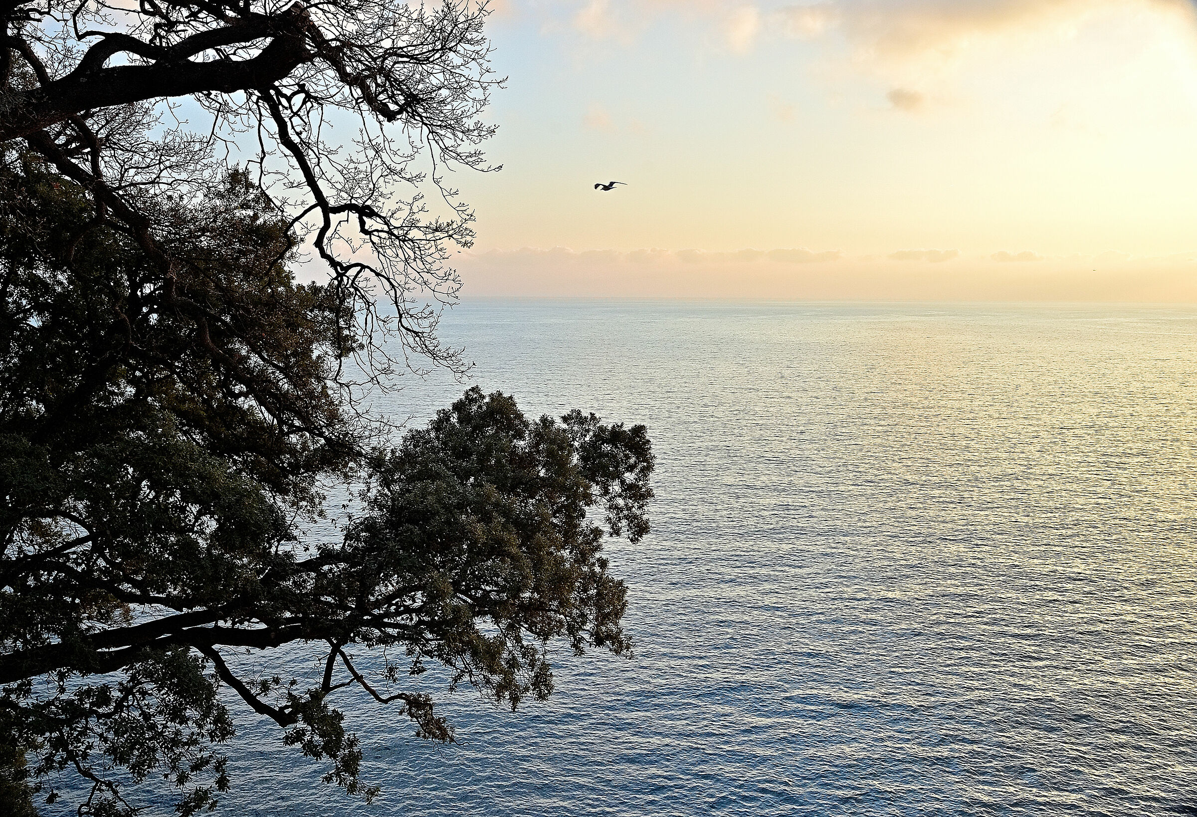 "Jonathan, the wings of freedom"