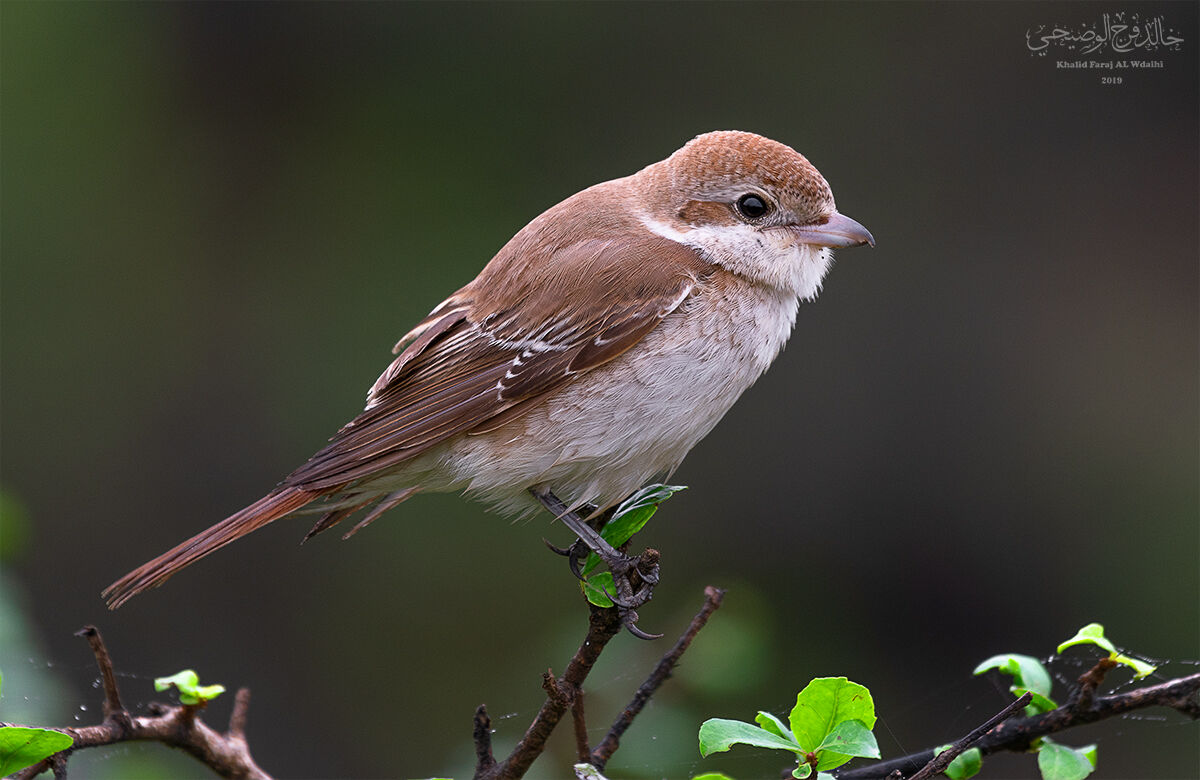 Isabelline Shrike