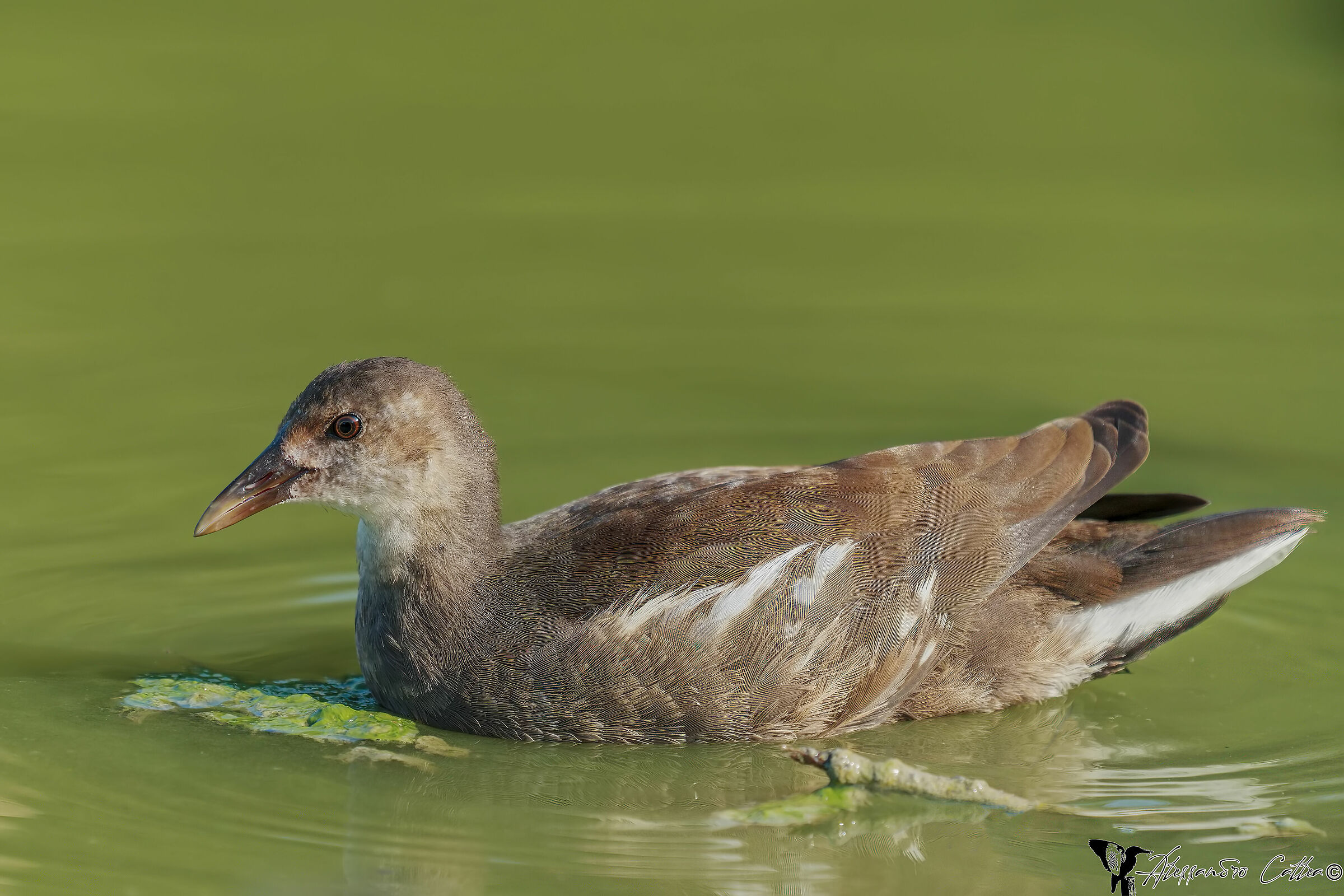 Water chicken (juv.)