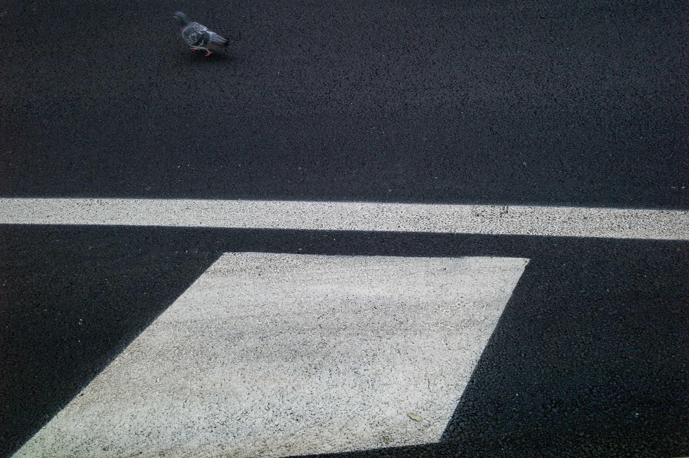 Pesaro 2019: segni urbani