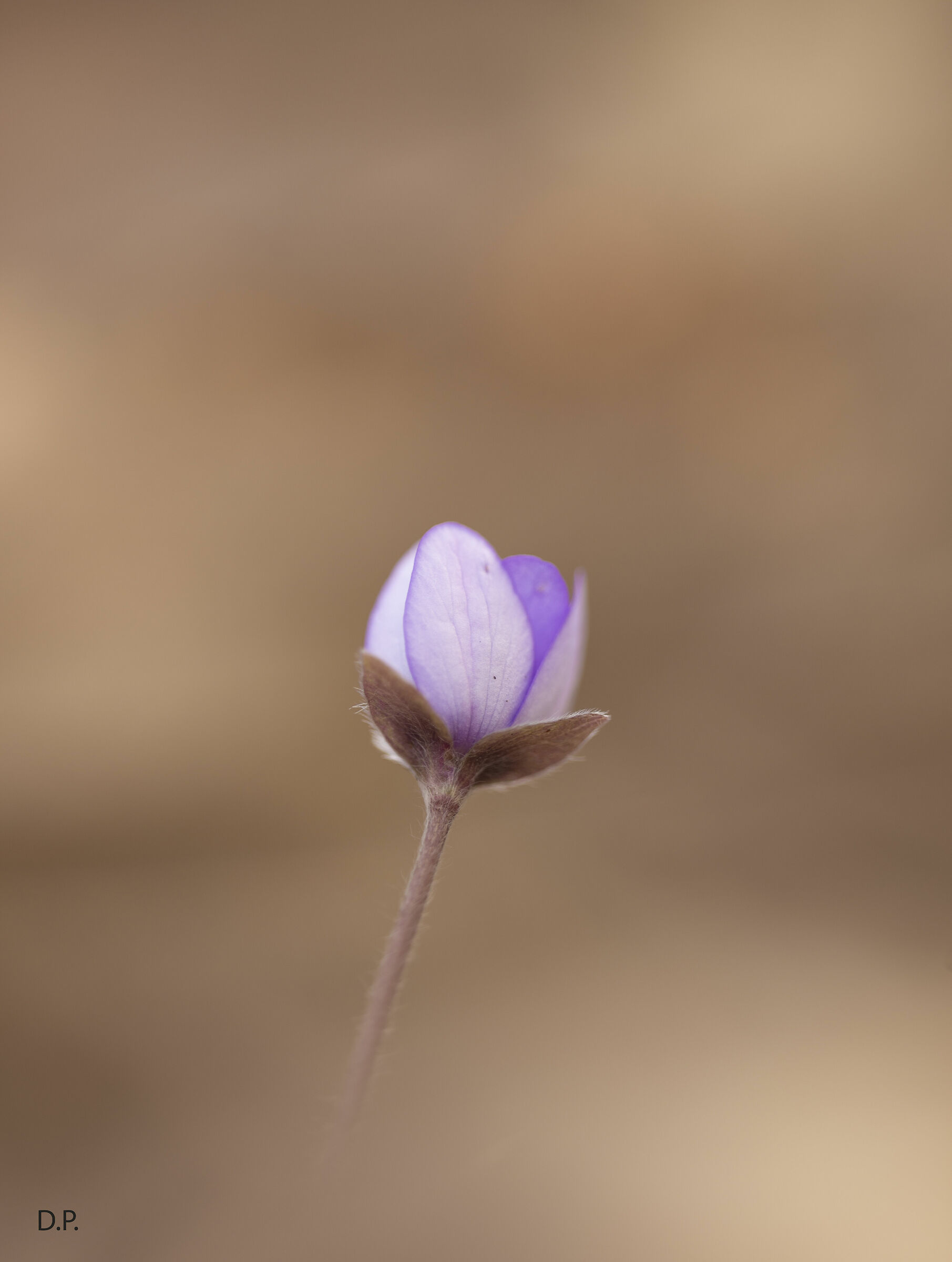 Hepatica nobilis
