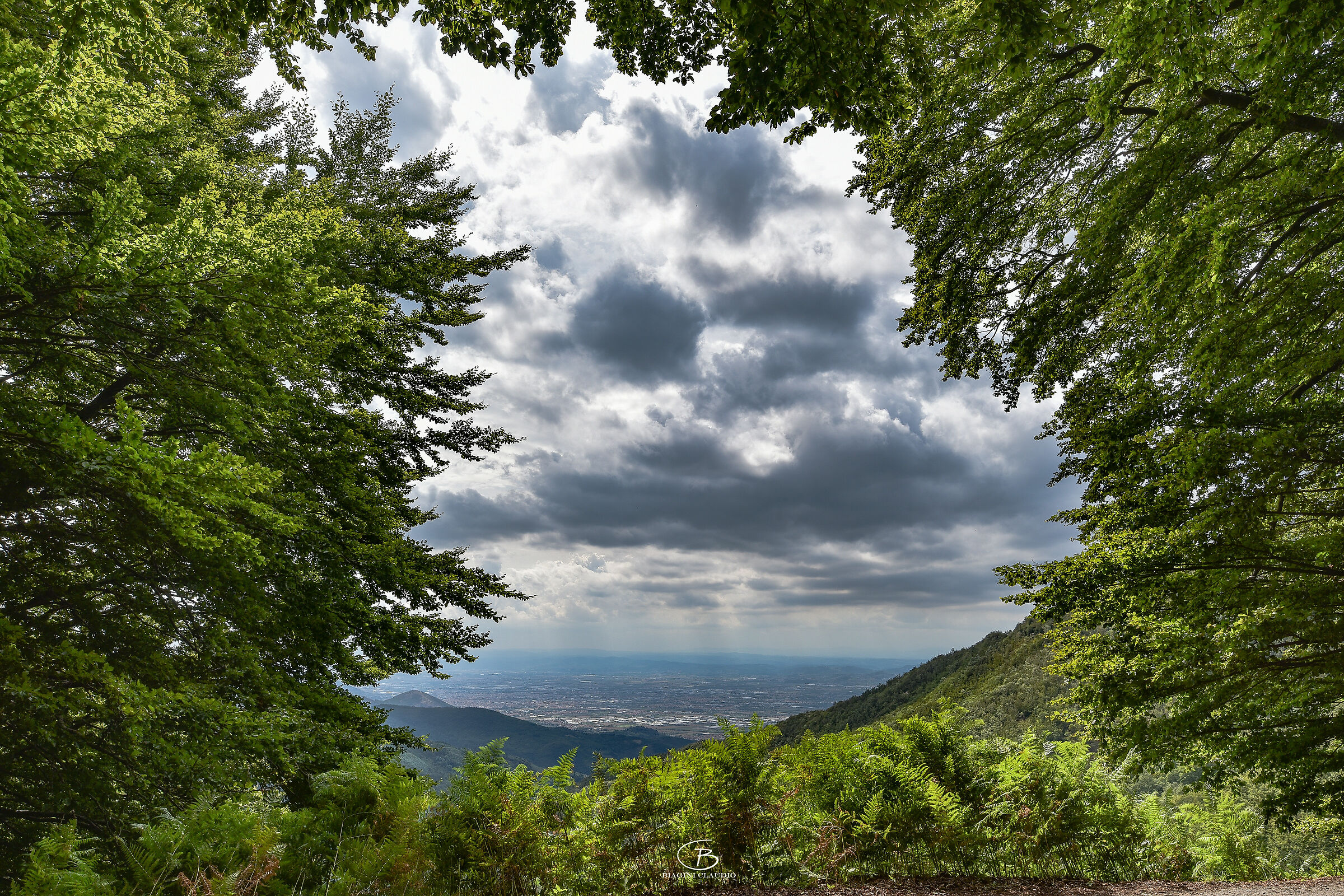 La finestra nel bosco...
