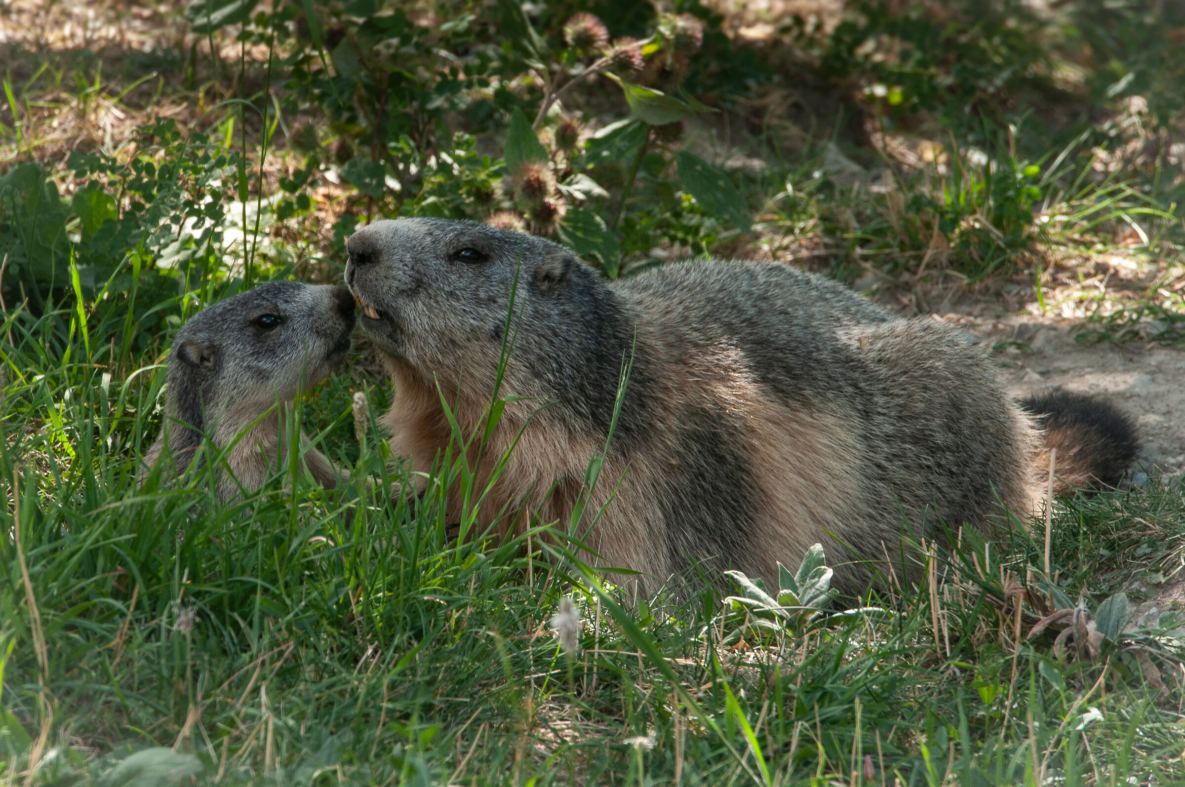 Marmot family