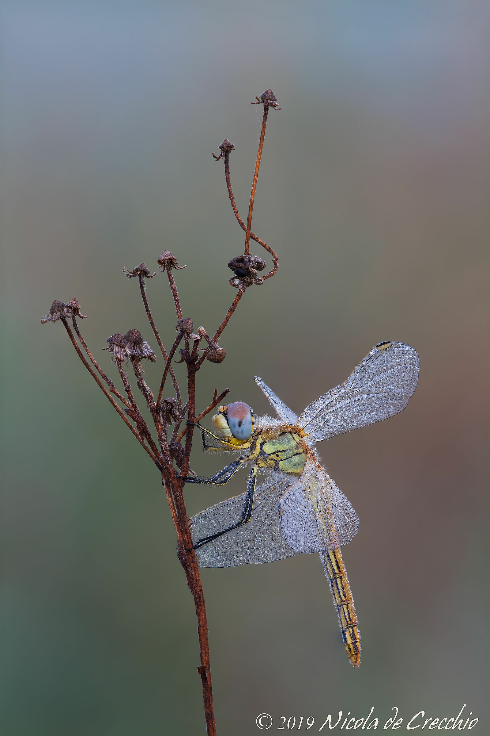 Sympetrum fonscolombii &female;