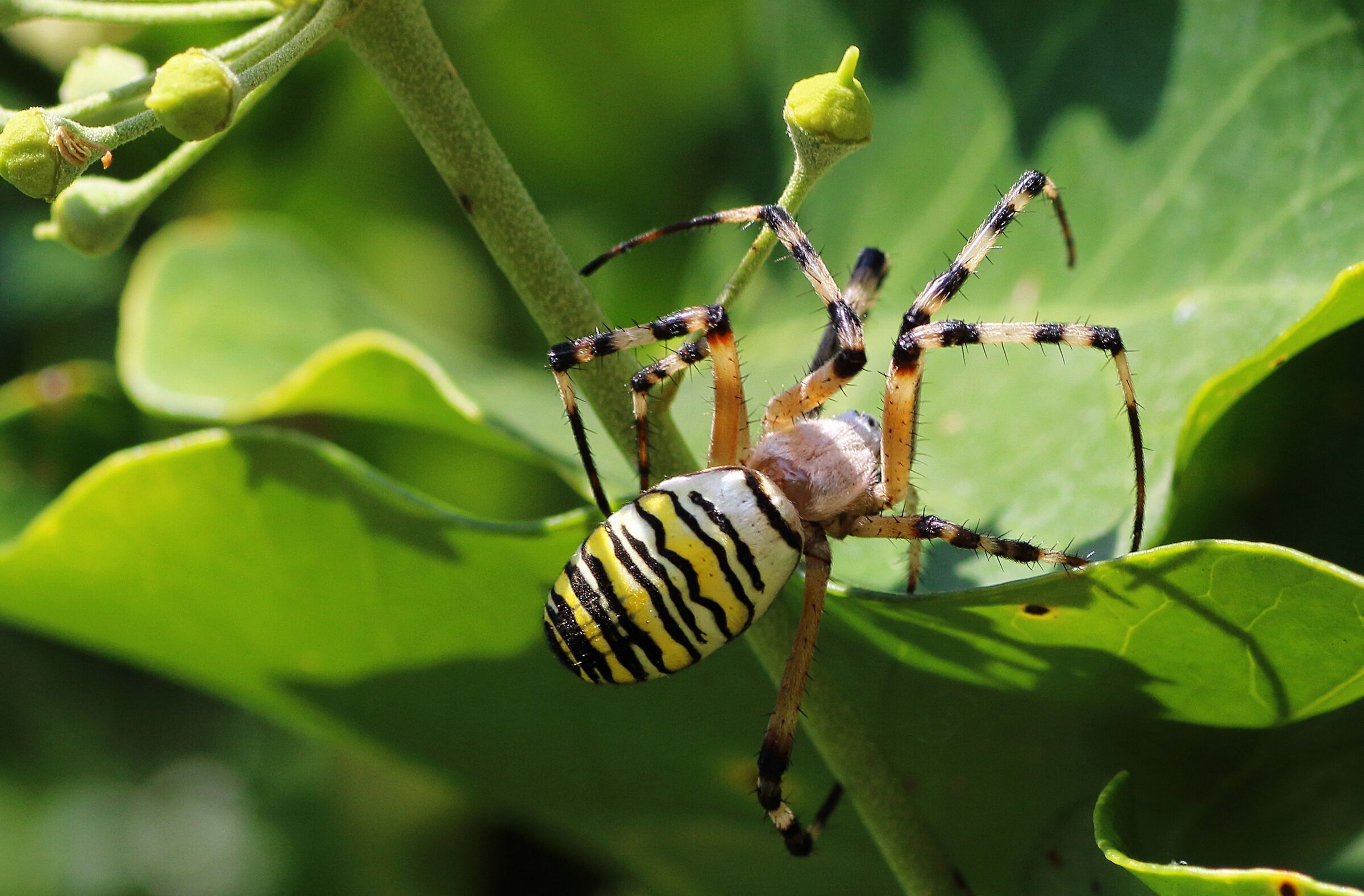 Argiope bruennichi, ragno vespa
