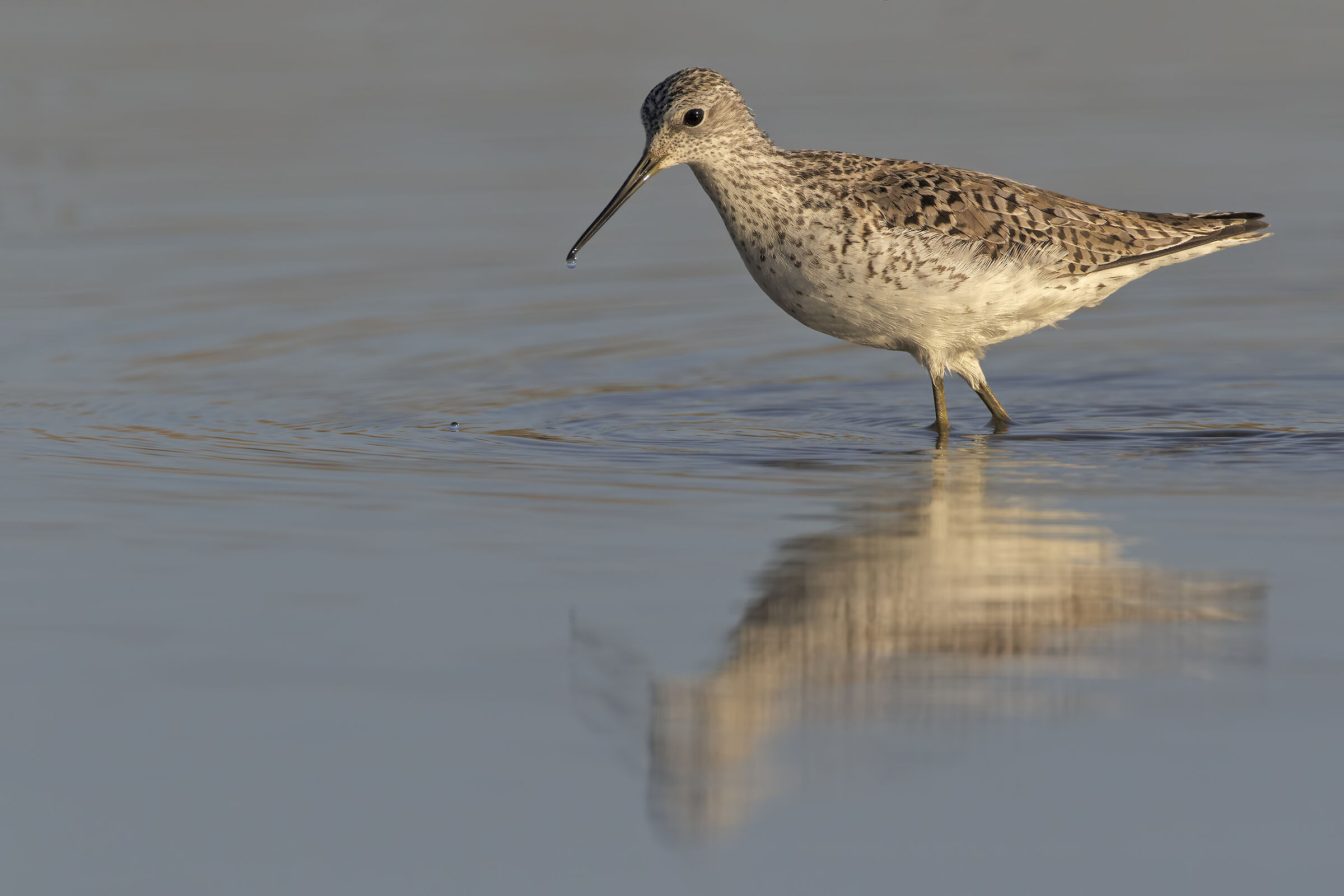 Albastrello, Albatross