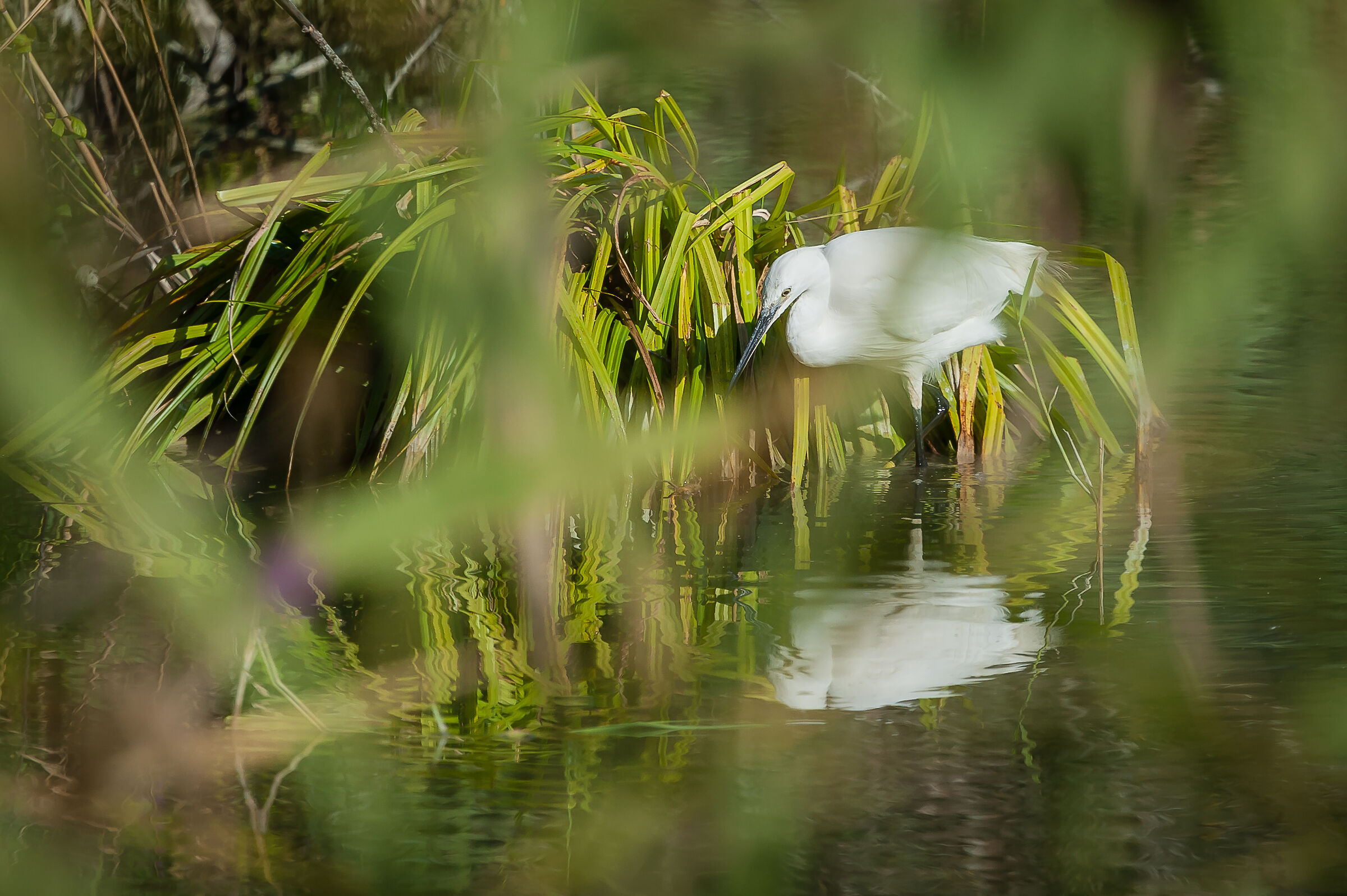 Alla ricerca del pesce perduto...