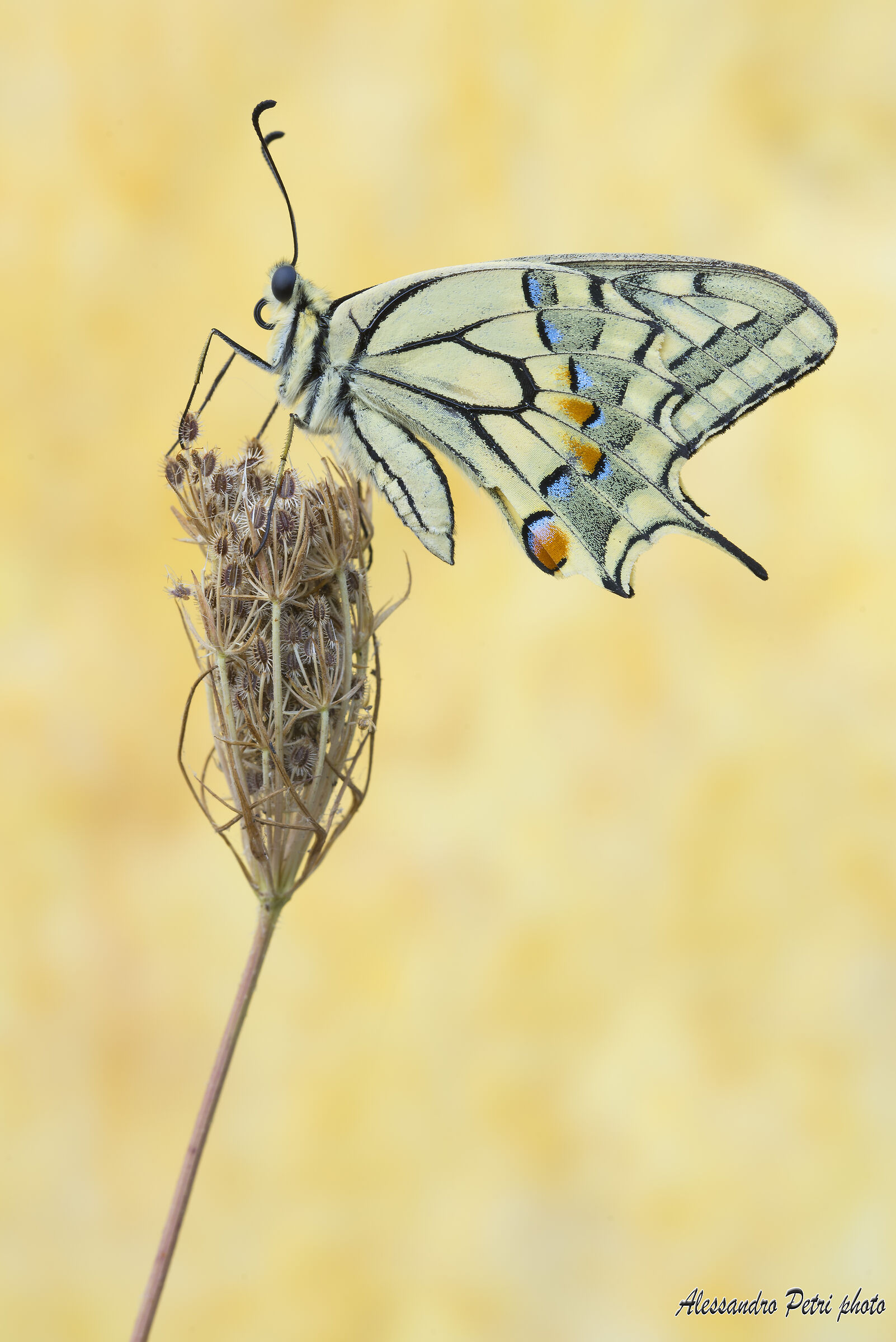 Papilio machaon