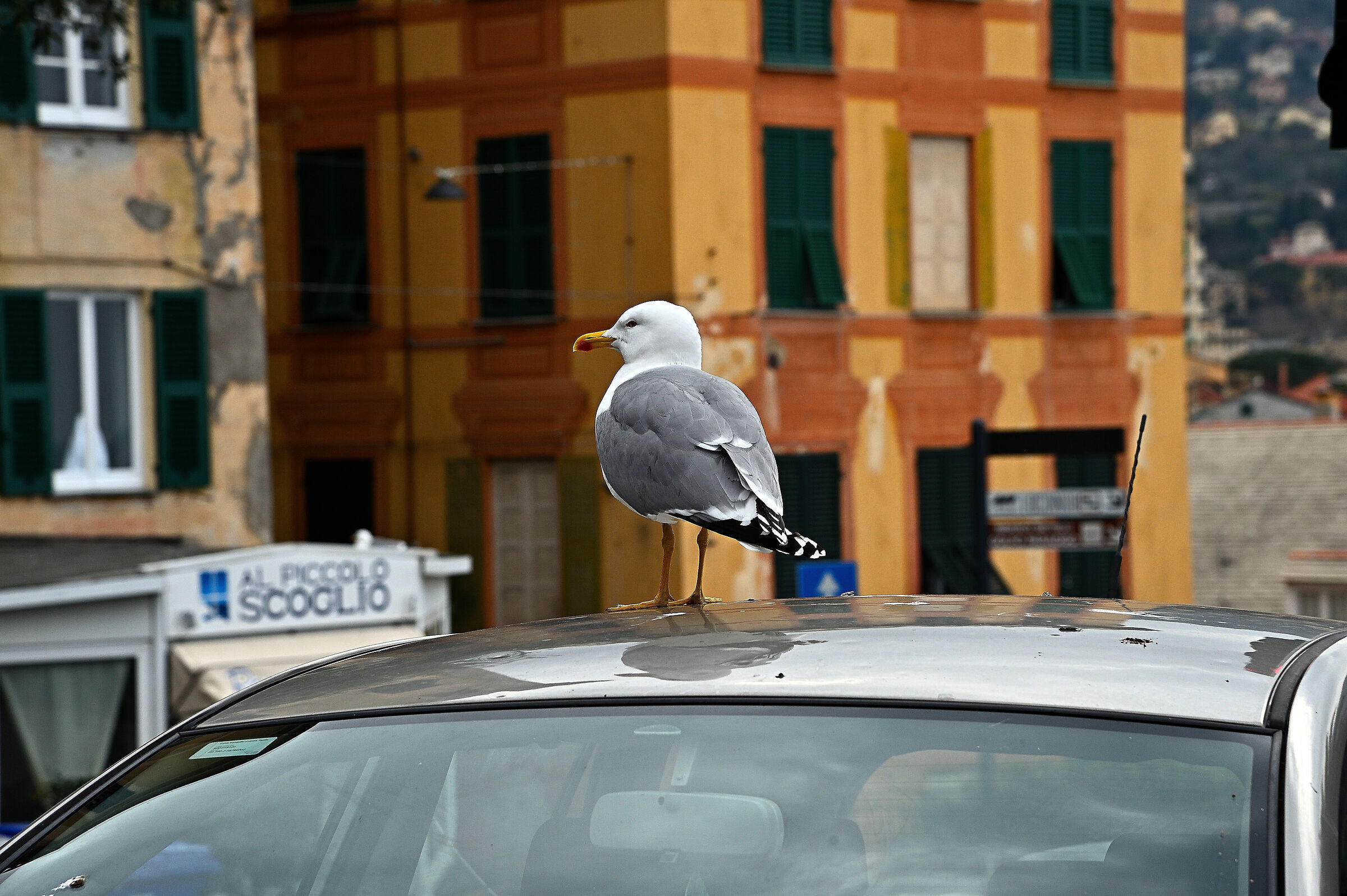 Mah! ... I remembered the rock different.