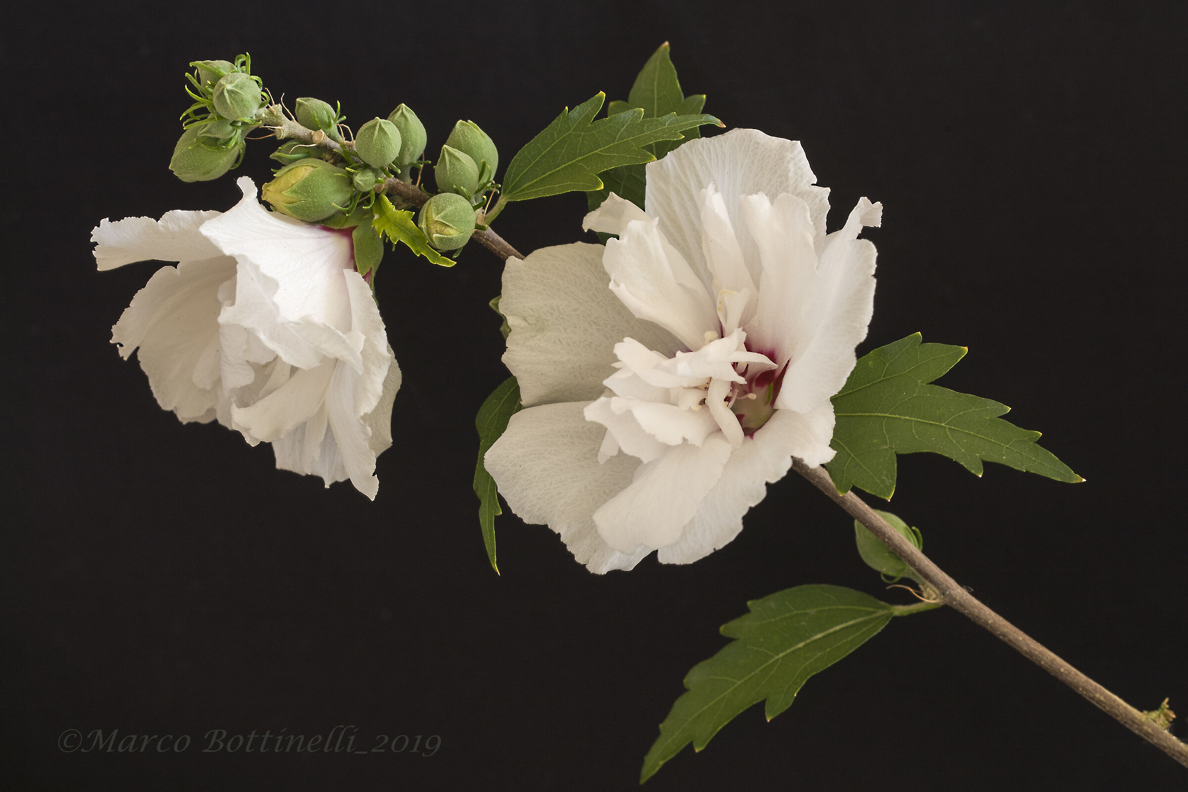 White Hibiscus