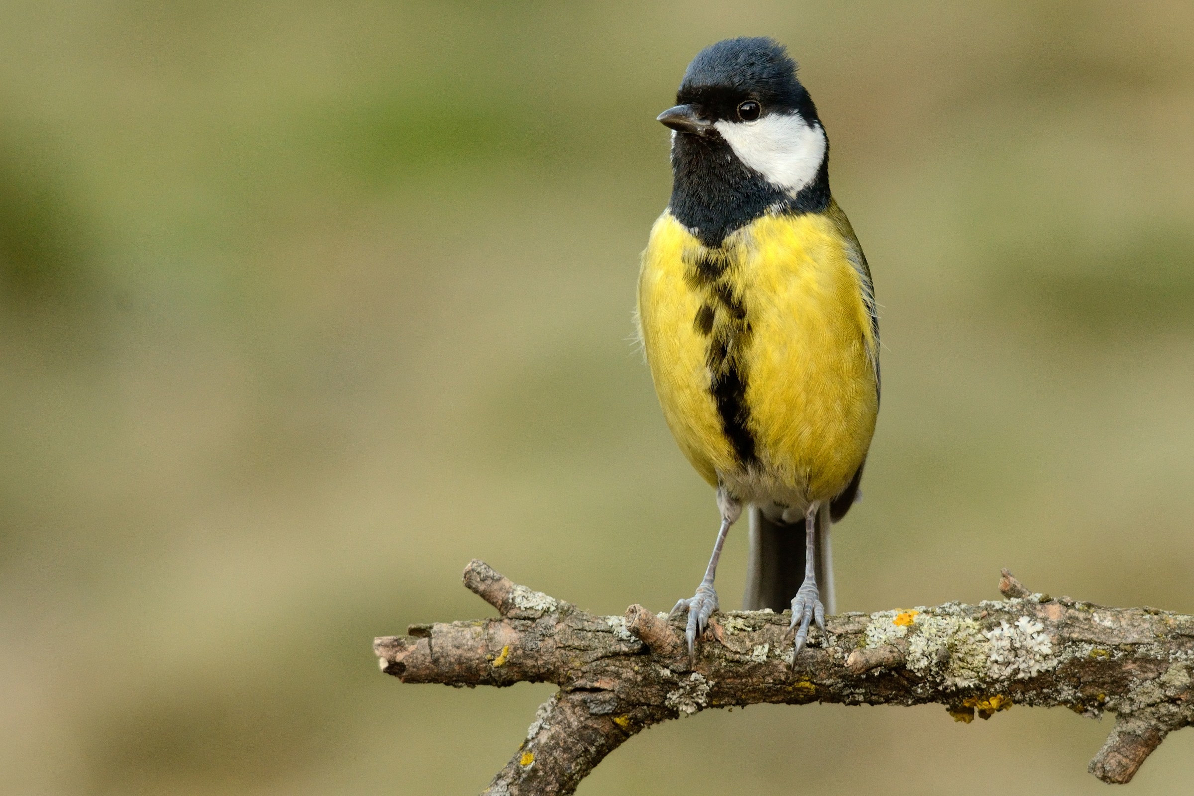 cinciallegra sospettosa