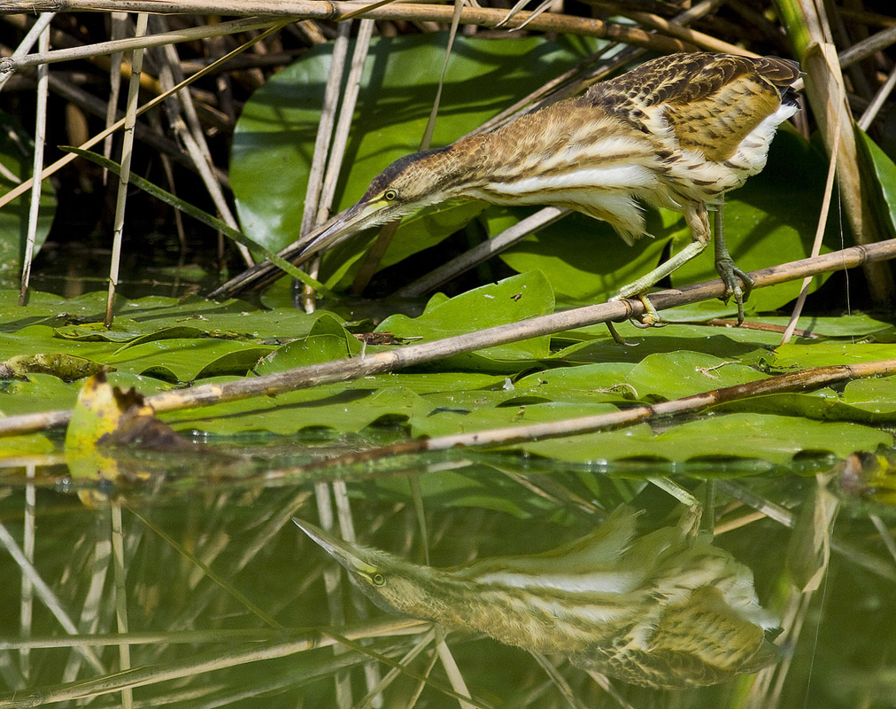 bittern