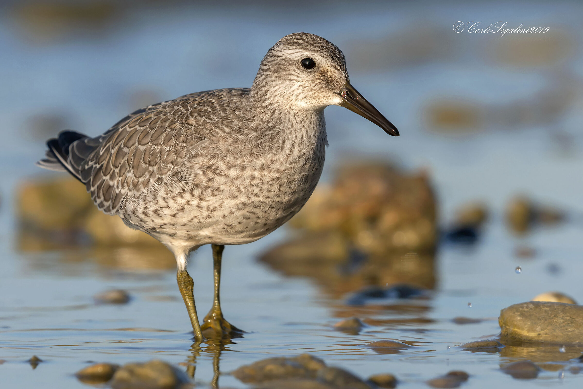 Major rain (Calidris canutus)