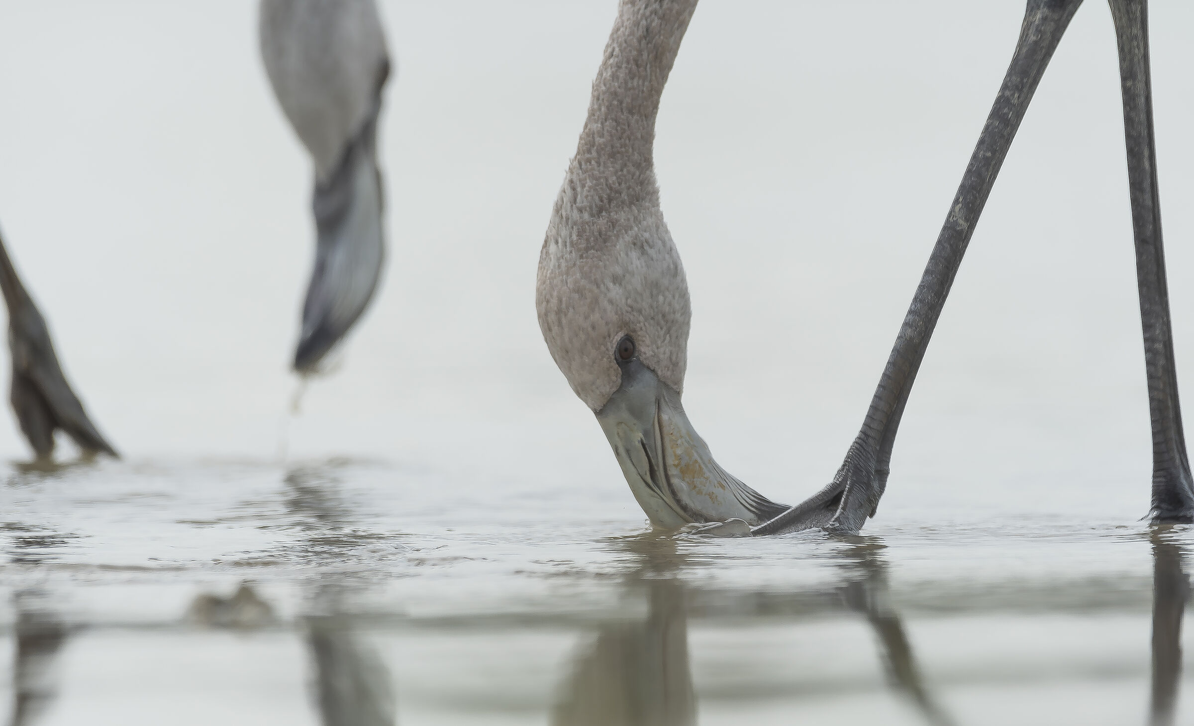 Backlight- Young flamingos