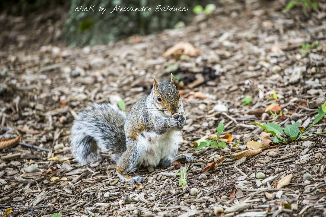 Inquilino di Central Park