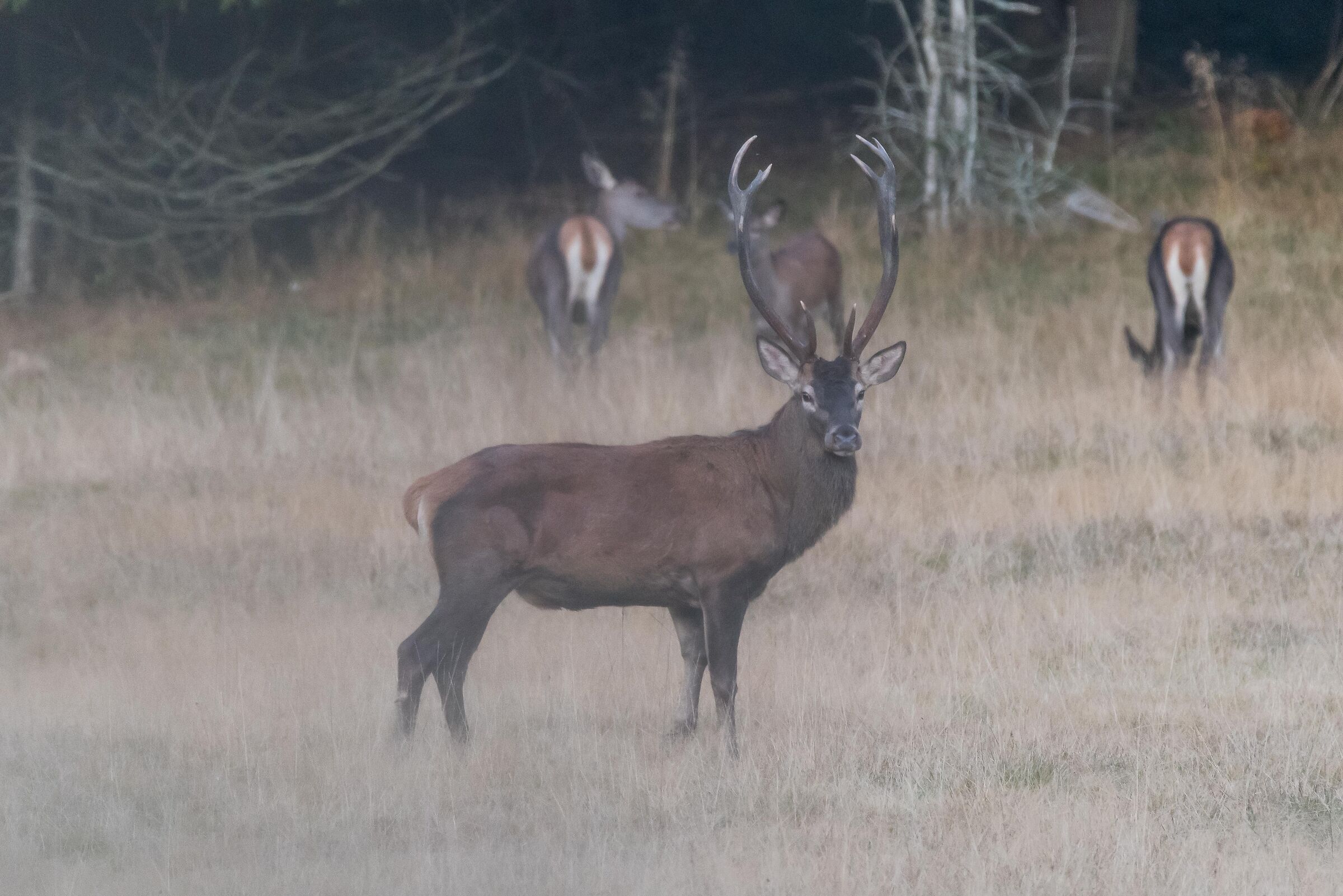 The King of the Forest