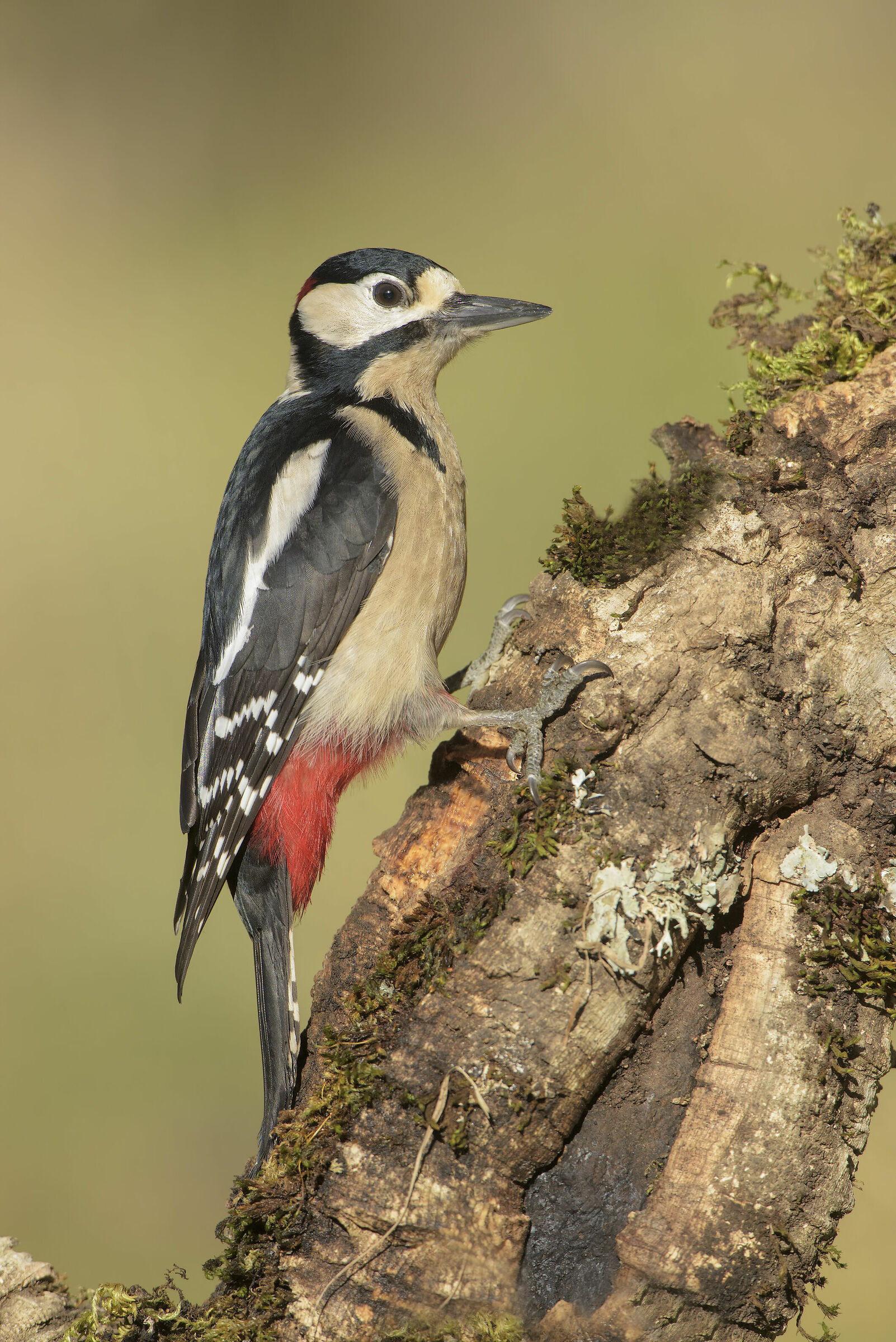 male red woodpecker major Sardinian